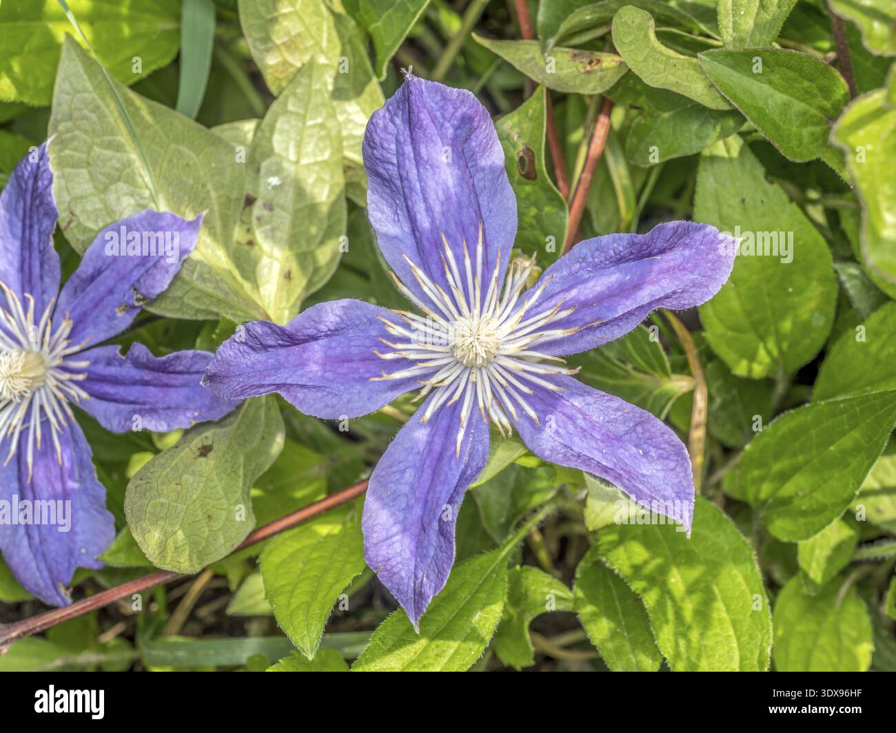 Clematis Justa Blume in Blüte von oben geschossen Stockfoto