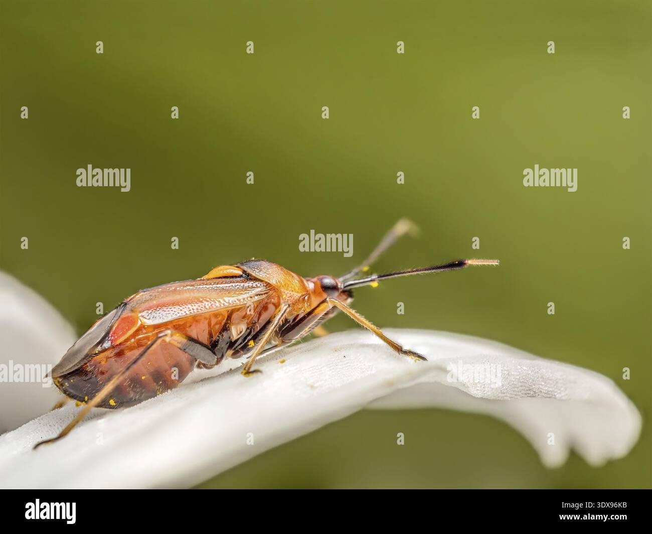 Großaufnahme von rot geflecktem Pflanzenkäfer, der auf weißen Blütenblättern sitzt Stockfoto