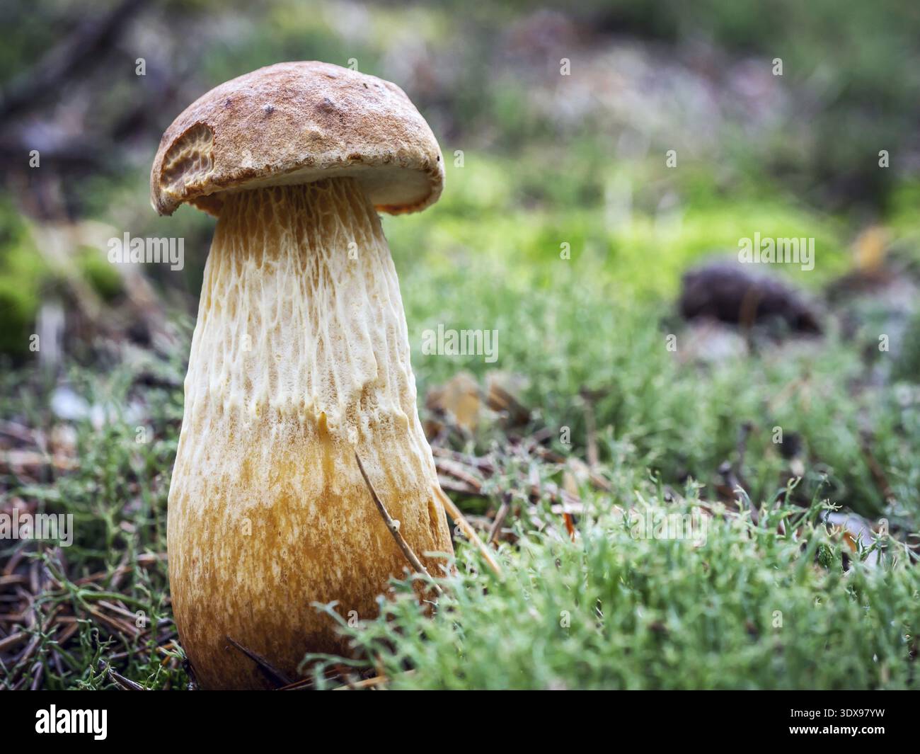 Bucht Steinpilzen Pilzzucht im Wald Stockfoto