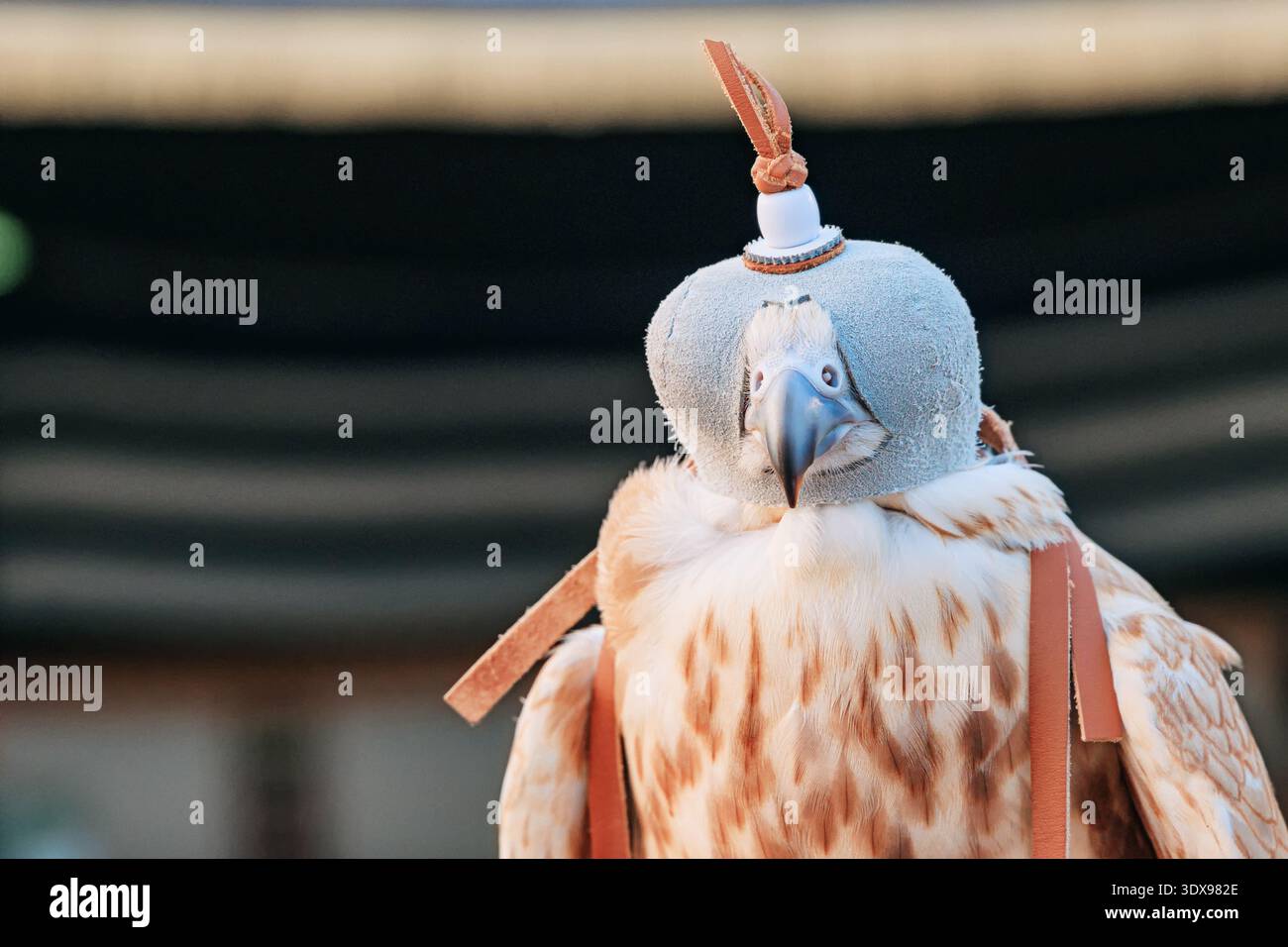 Ausgebildeter Falke mit traditioneller Lederhaube, die alte Jagdkunst der Falknerei praktiziert Stockfoto