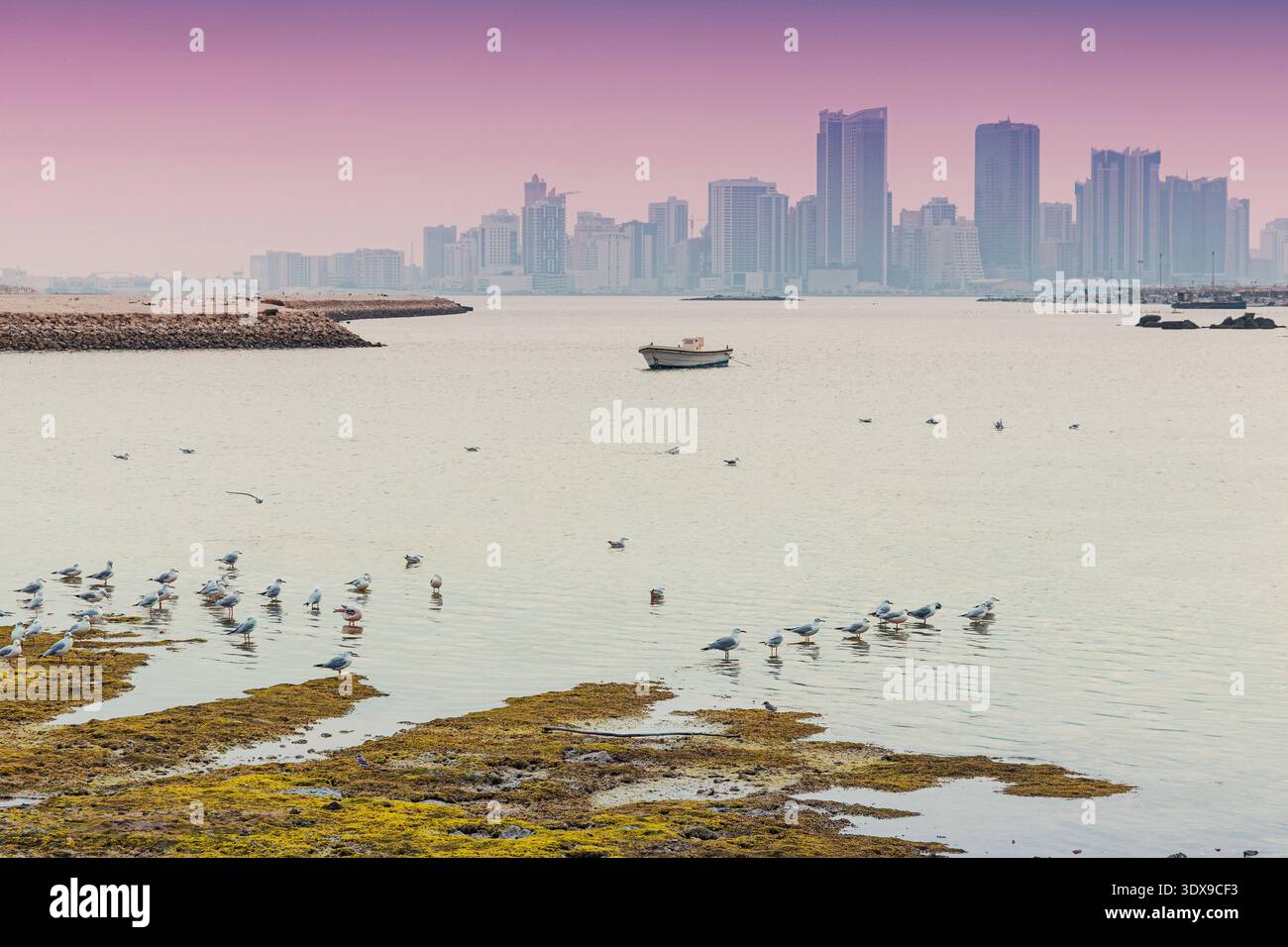Vögel, die an einer Bucht mit einer Skyline der Stadt und einem Fischerboot in der Ferne waten, gebadet in einem violetten und orangen Morgenlicht in Bahrain Stockfoto