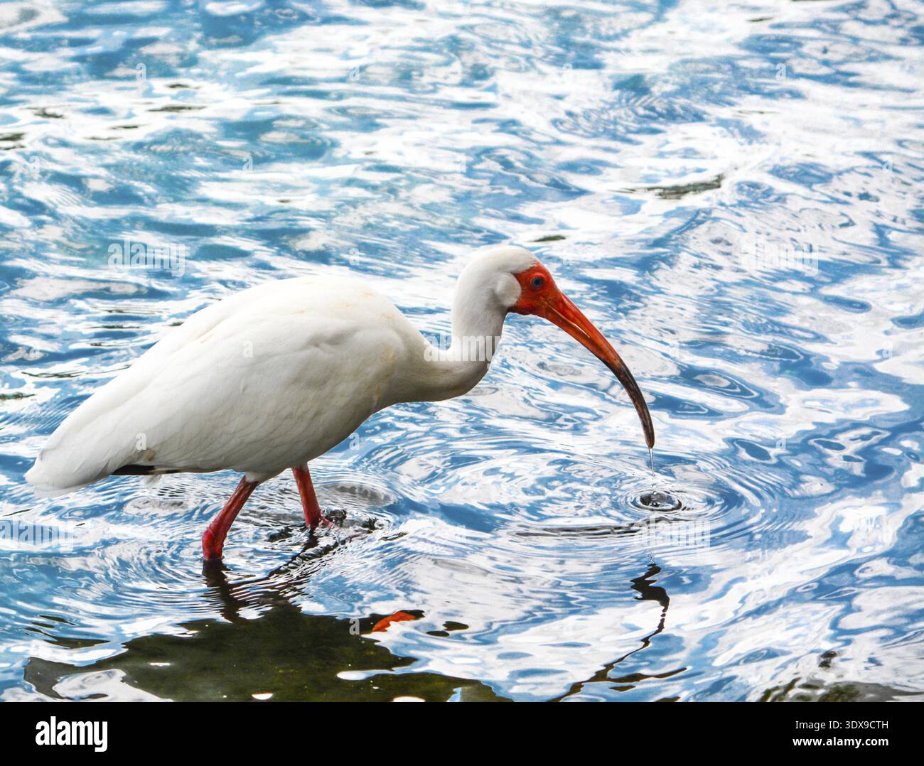 American White Ibis (Eudocimus albus) Fütterung im Lake Eola Park in Orlando, Florida Stockfoto