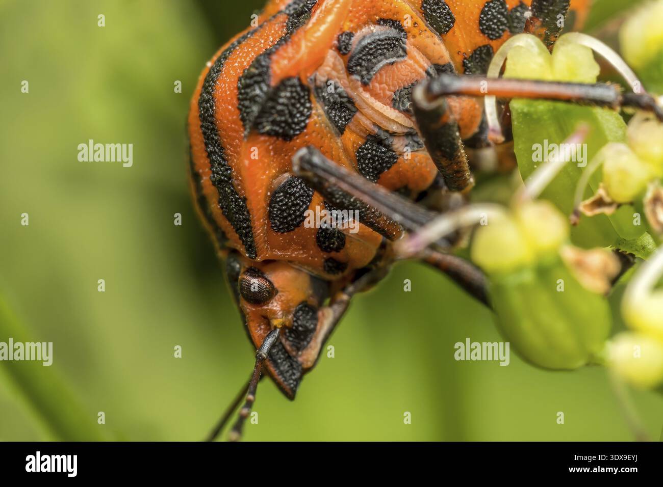 Nahaufnahme von europäischem Streifenschild-Käfer auf einem Pflanzenstamm Stockfoto