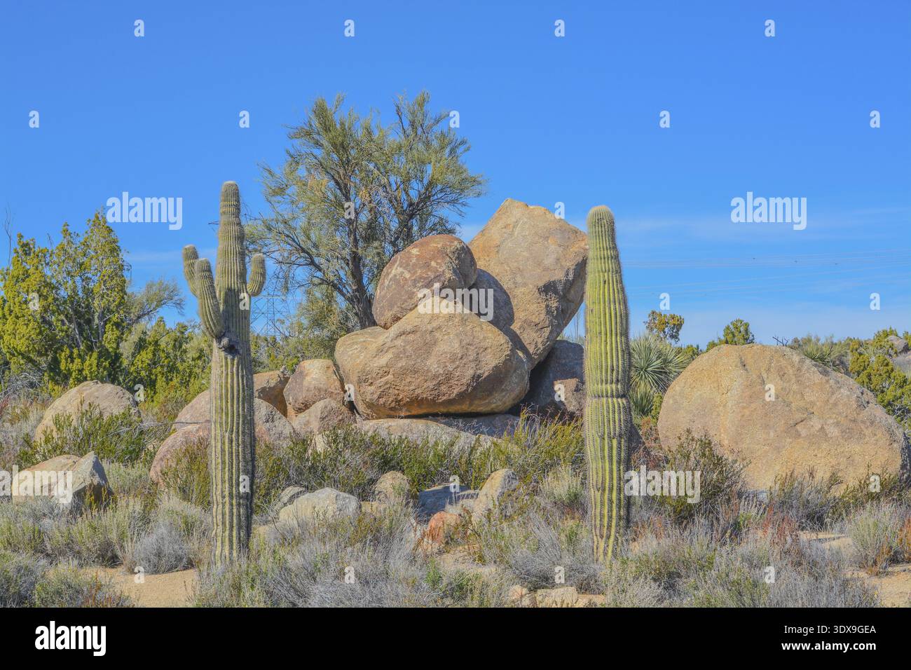 Saguaro Cactus (Carnegie Gigantea) in der bergigen Region des Mohave County in der Sonoran-Wüste. Arizona USA Stockfoto