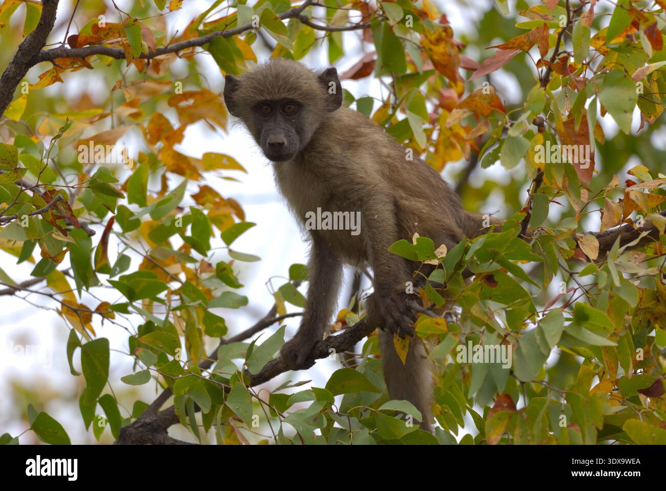 Ein Baby-Chacma-Pavian (Papio ursinus), der sich von Blättern ernährt. Stockfoto