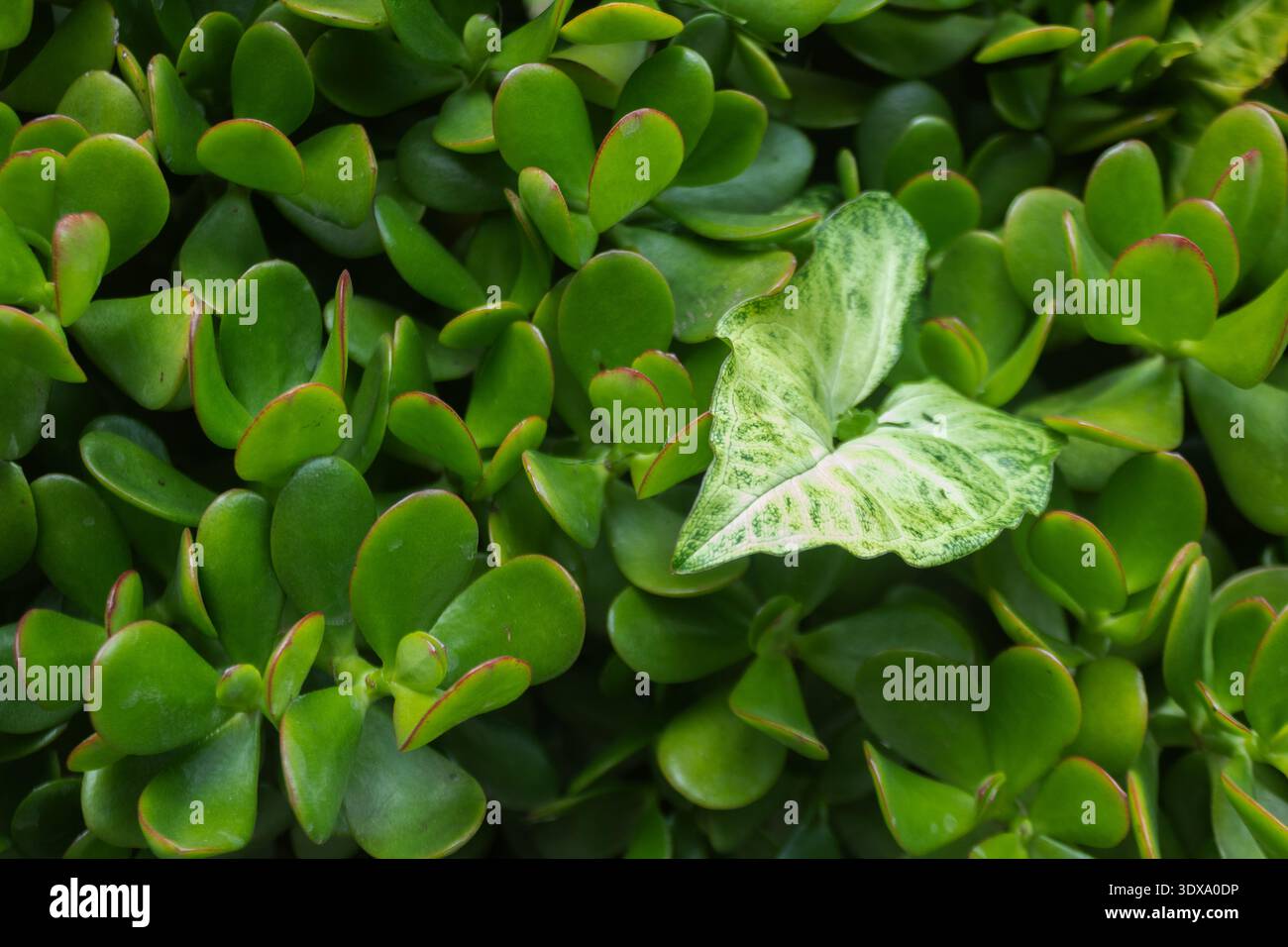 Jadepflanze Sukkulent Green Leaf Hintergrund Stockfoto