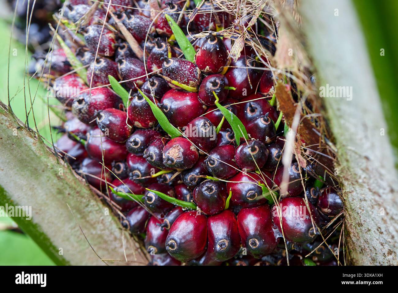 Nahaufnahme von Reifen Palmöl-Früchten auf einem Baumstamm Stockfoto