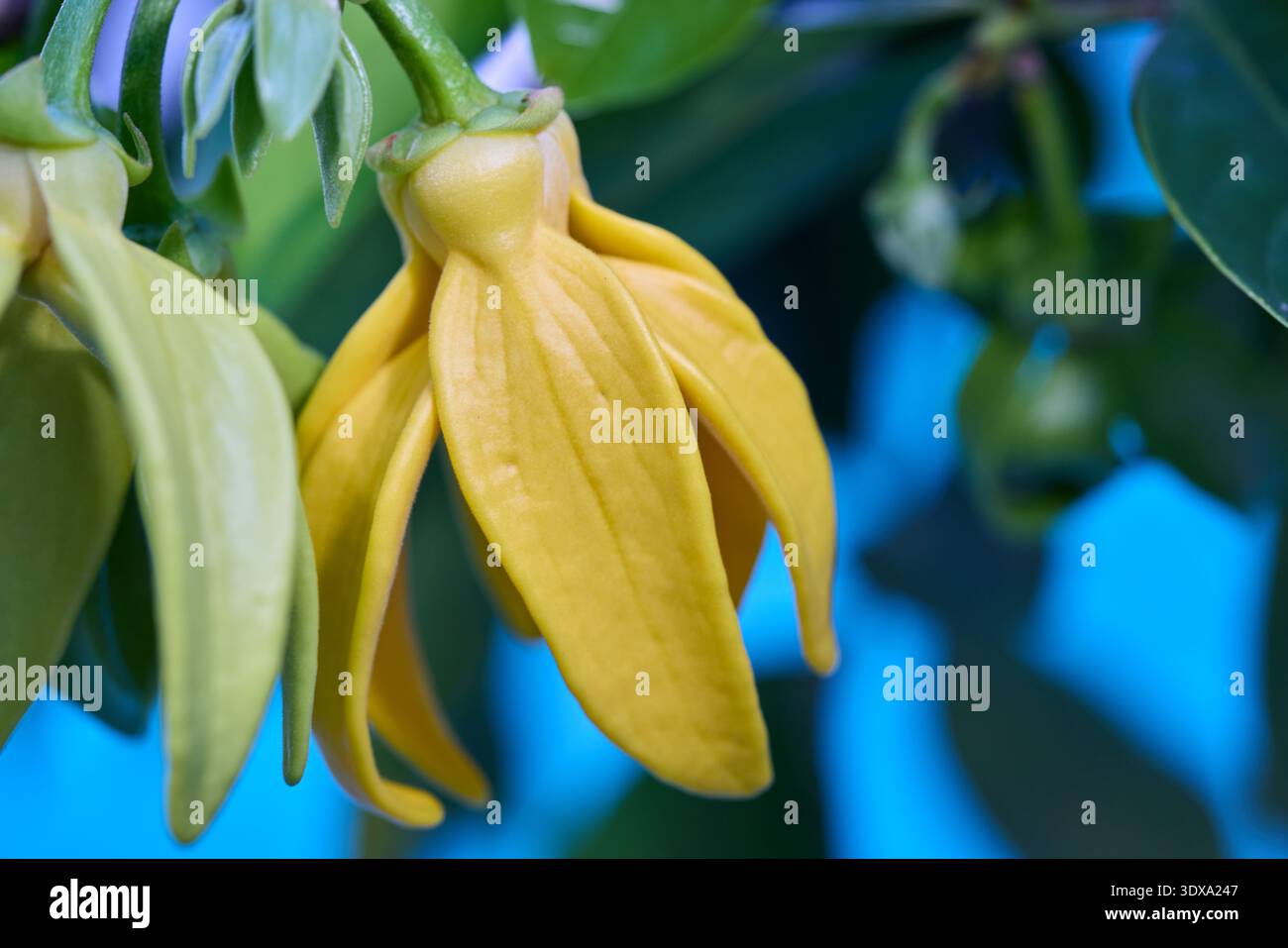 Nahaufnahme einer leuchtend gelben, kletternden Ylang-Ylang-Blume Stockfoto