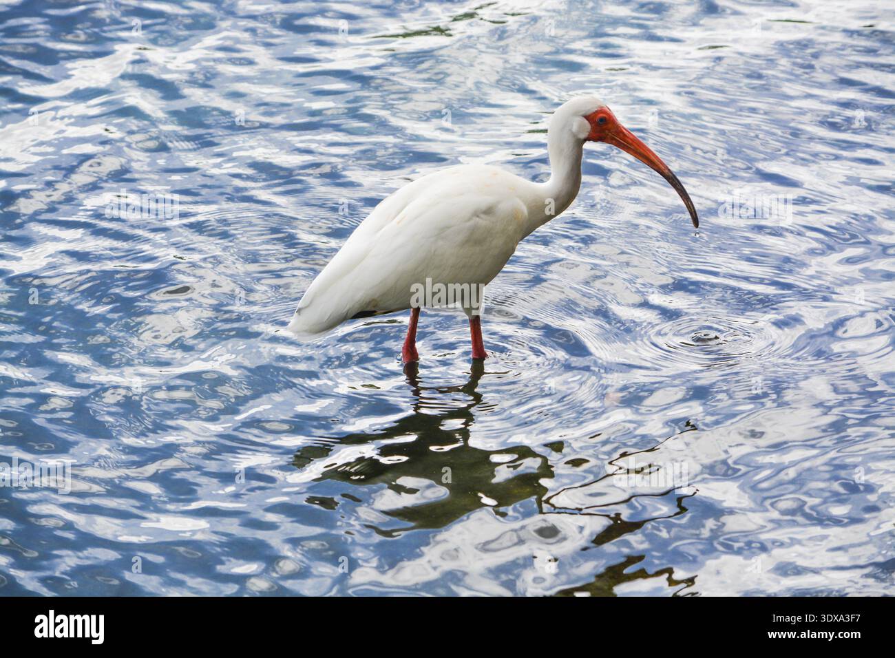 American White Ibis (Eudocimus albus) Fütterung im Lake Eola Park in Orlando, Florida Stockfoto