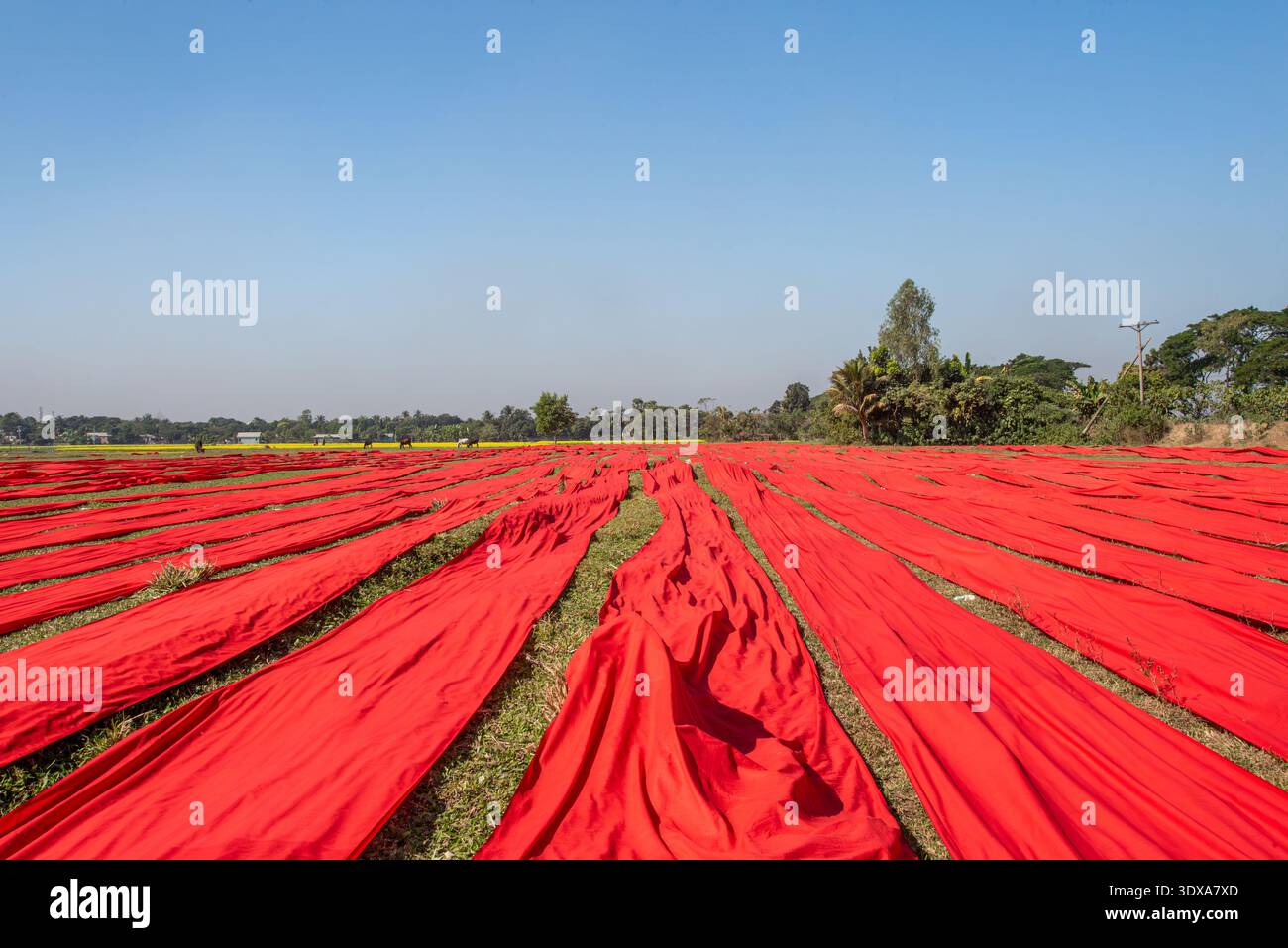 Rote Stoffe trocknen unter Sonnenlicht auf offener Feldlandschaft. Hochwertige Fotos Stockfoto