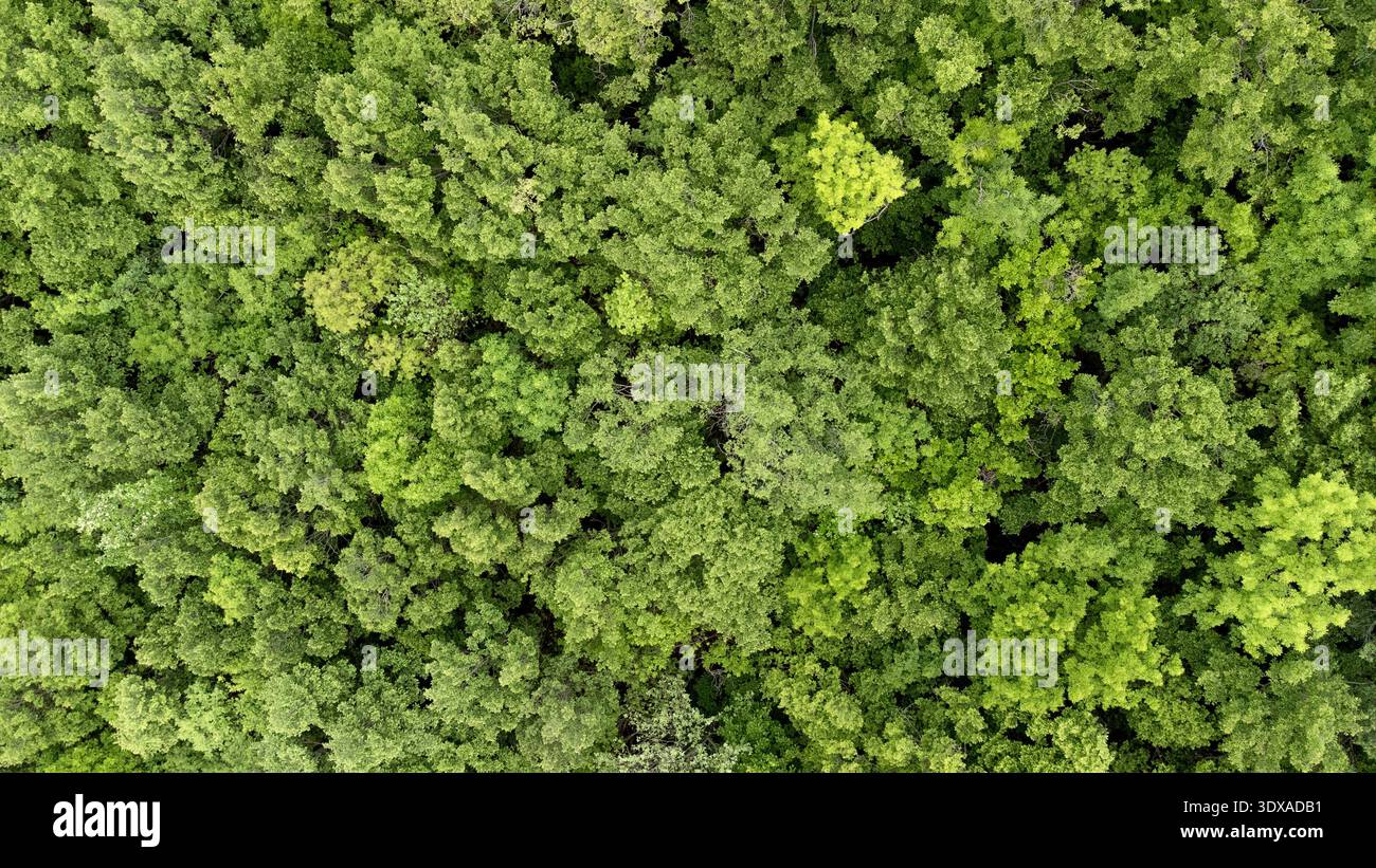 Sommer im Wald aus der Vogelperspektive. Mischwald, grüne Laubbäume. Stockfoto