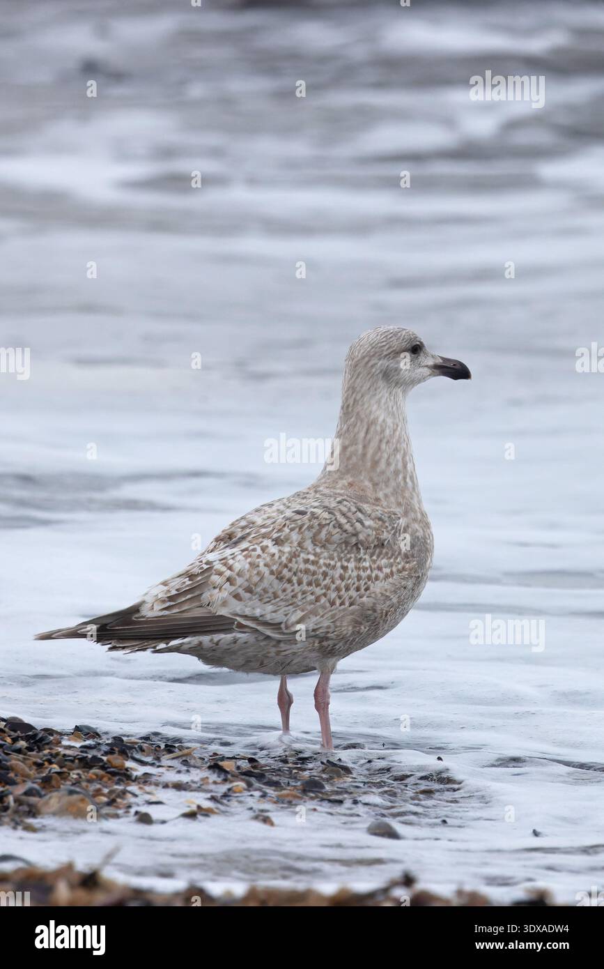 Europäische Heringsmöwe (Larus argentatus argentatus) erster Winter/zweites Jahr Norfolk Februar 2026 Stockfoto