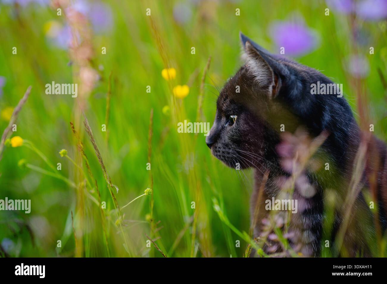 Schwarze Katze, die auf der Wiese steht Stockfoto