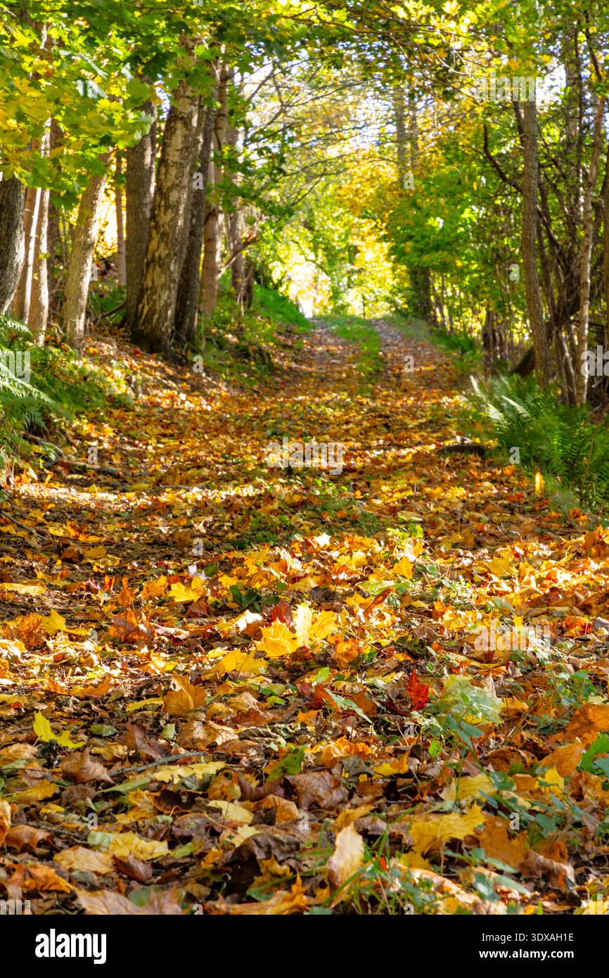 Ruhige Szene von herabfallenden Herbstlaub auf der Straße inmitten von Bäumen im Wald Stockfoto