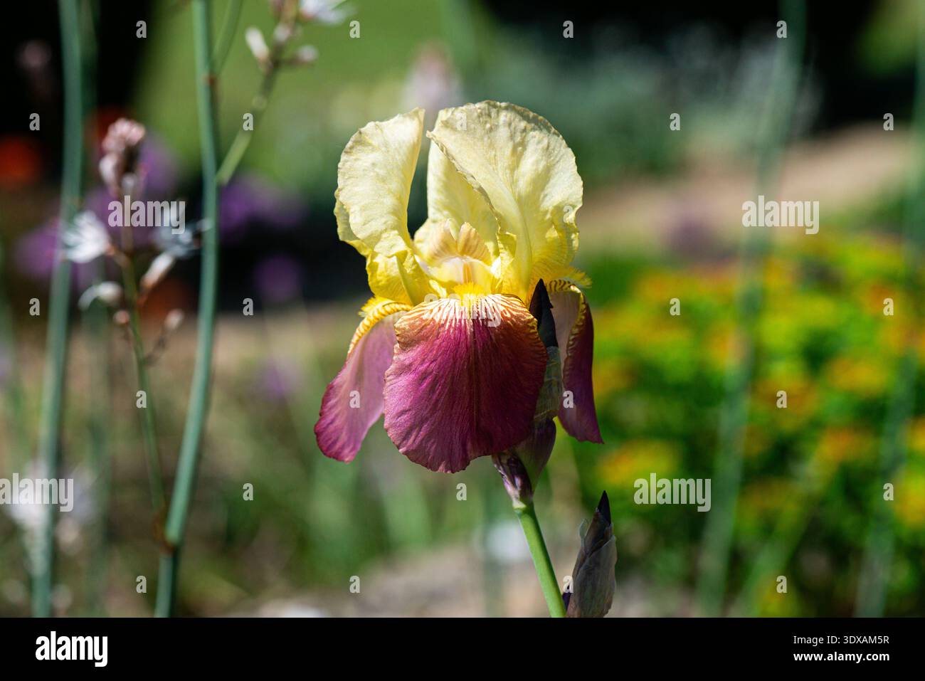 Eine bunte bärtige Irisblume Stockfoto