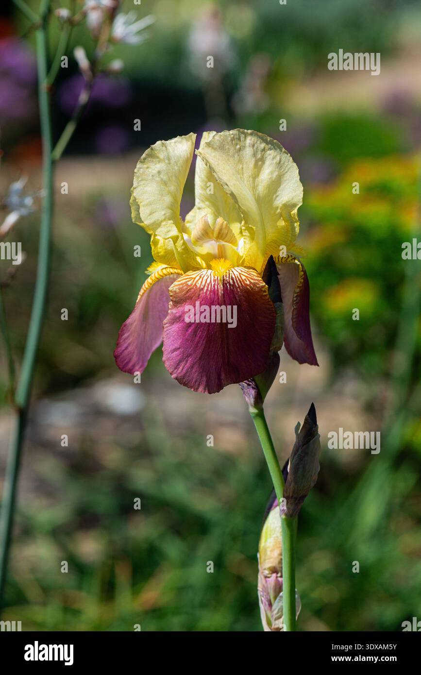 Eine bunte bärtige Irisblume Stockfoto