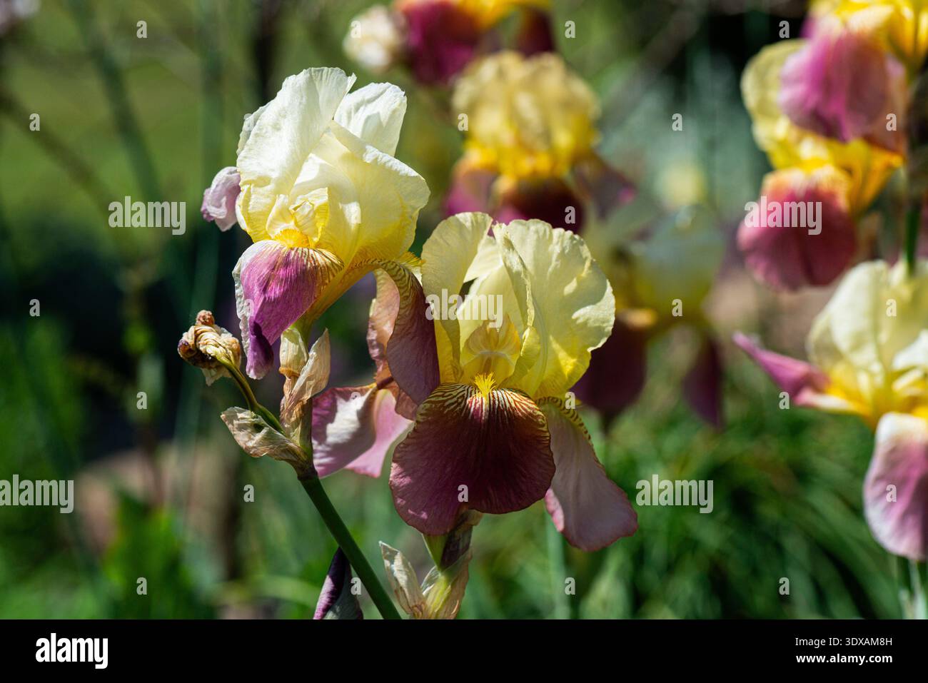 Eine bunte bärtige Irisblume Stockfoto