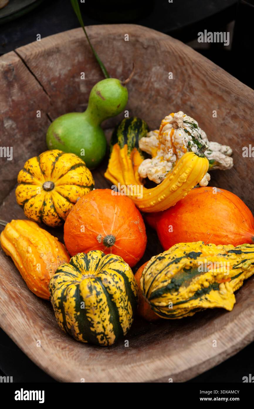 Arten von Zierkürzeln und Kürbis im Korb Stockfoto