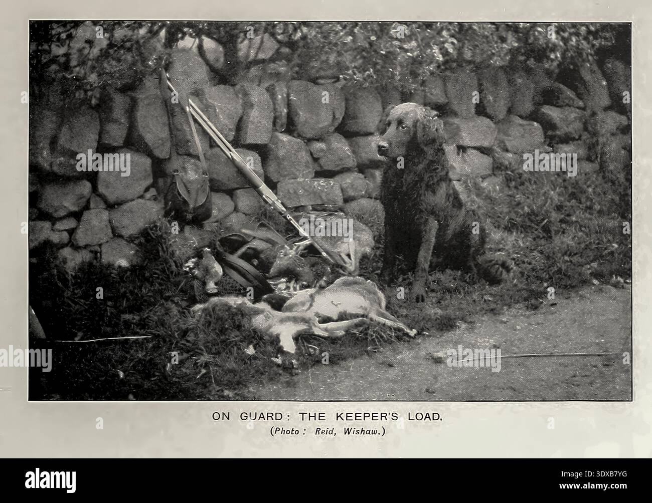 Retriever-Hund, der wachsam neben einem Jagdgewehr, einem Wildbeutel und frisch gejagten Hasen und Vögeln sitzt, zeigt den erfolgreichen Tag eines Tierpflegers auf dem Feld vor einer Steinmauer aus dem Sport der Welt, mit Illustrationen aus Zeichnungen und Fotografien von Aflalo, Frederick G. (Frederick George), 1870-1918 Veröffentlichungsdatum 1905 Stockfoto