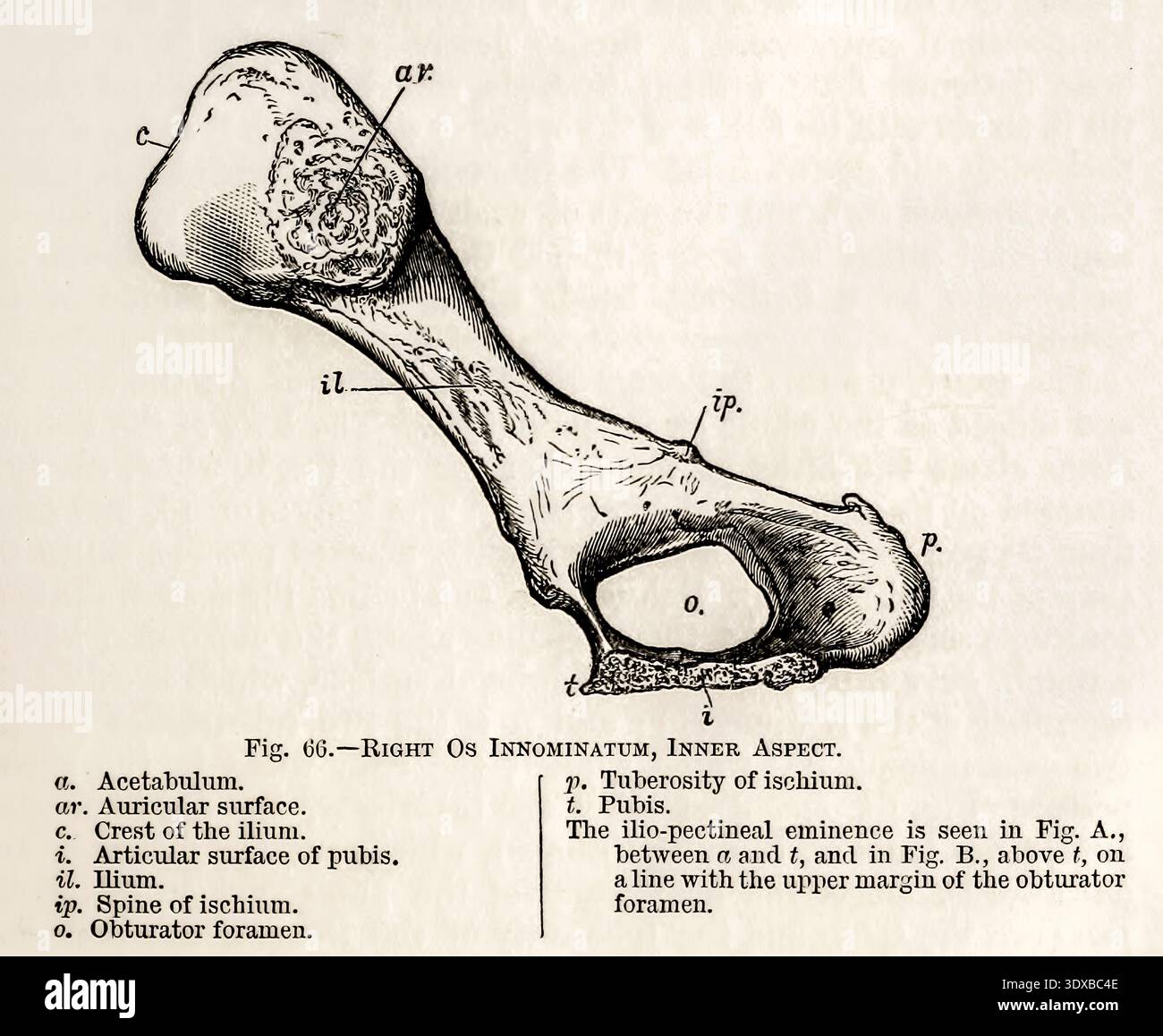 os innominatum rechts, anatomische Darstellung mit Beschriftungen. Wissenschaftliche Vintage-Gravur des Hüftknochens. Von Mivart, St. George Jackson, 1881 Stockfoto