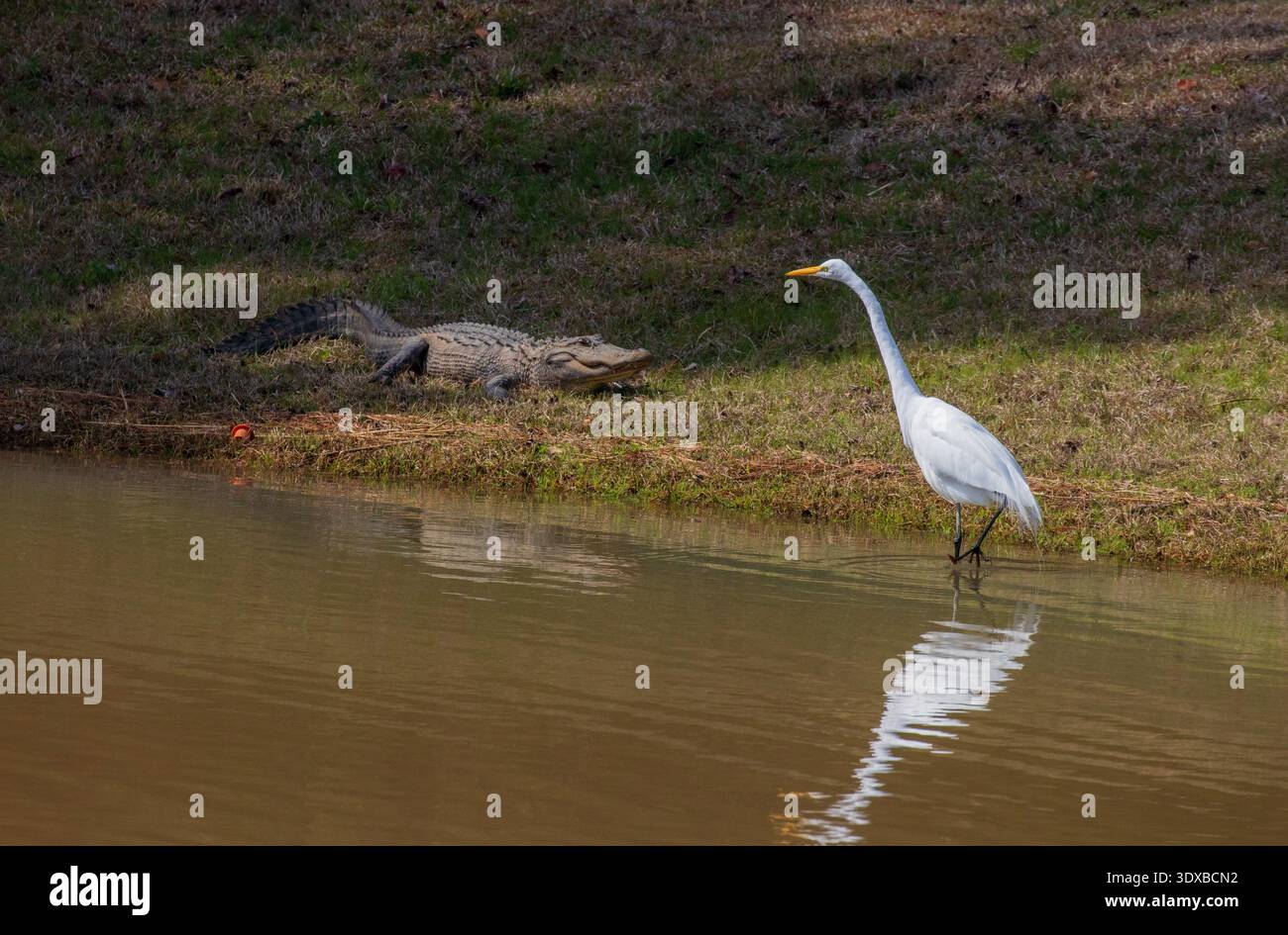 Weißreiher und ein Alligator, der sich in einem Sumpf ansieht Stockfoto