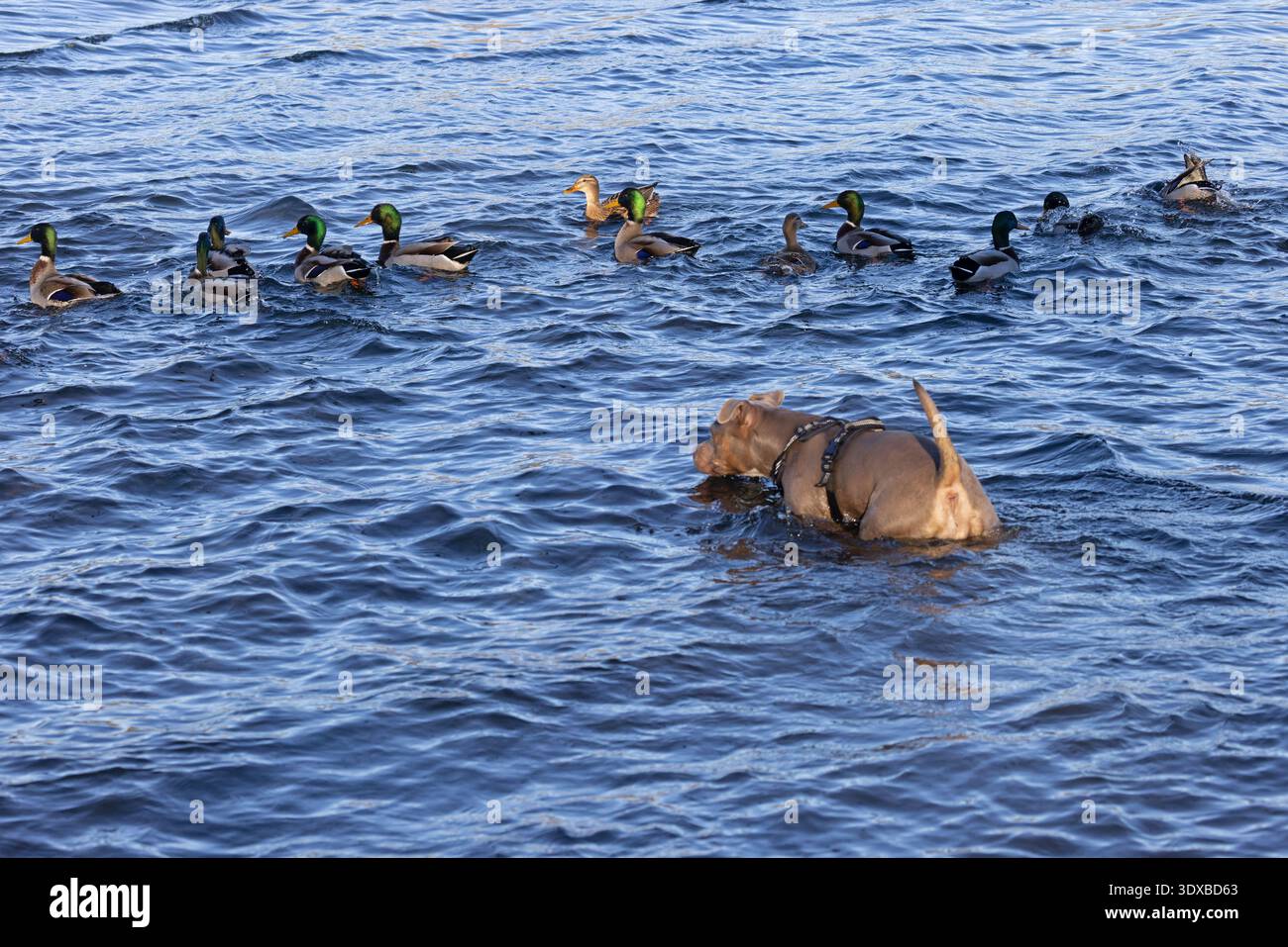 Hund (Canis Lupus familiaris) jagt Mallard (Anas platyrhynchos) im Wasser Stockfoto