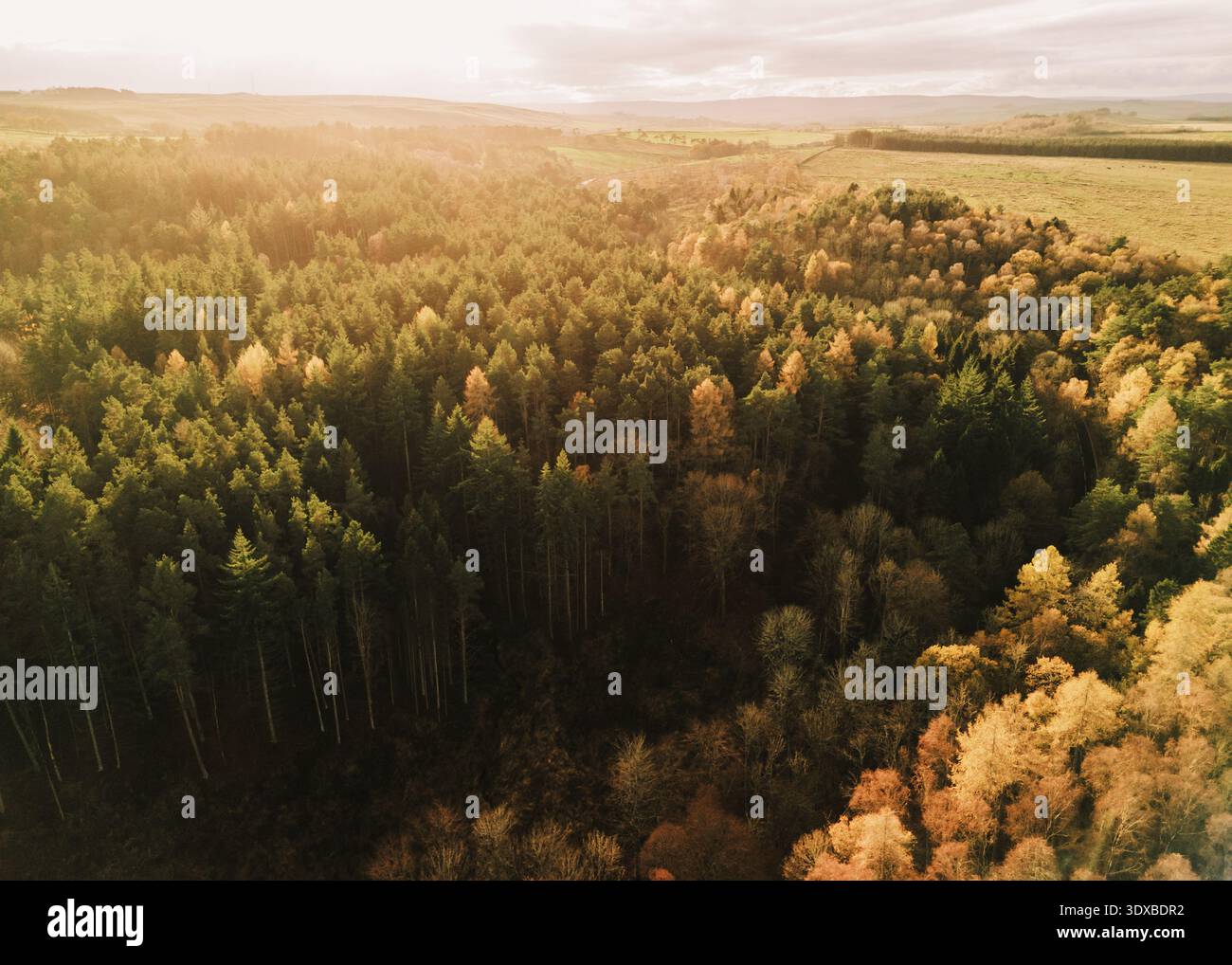 Eine Drohne fängt einen Blick auf die grünen Felder in Northumberland bei Hexham ein. Die Landschaft ist mit Bäumen und Wäldern in der Ferne umgeben. Fliegen in die Sonne Stockfoto