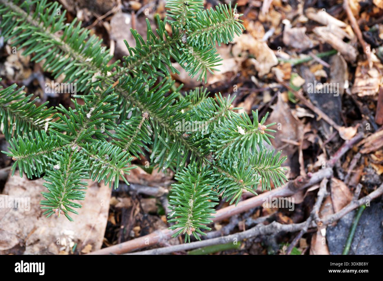 Üppig grüne Tannenzweige entstehen aus einer reichen Schicht gefallener Herbstblätter. Stockfoto