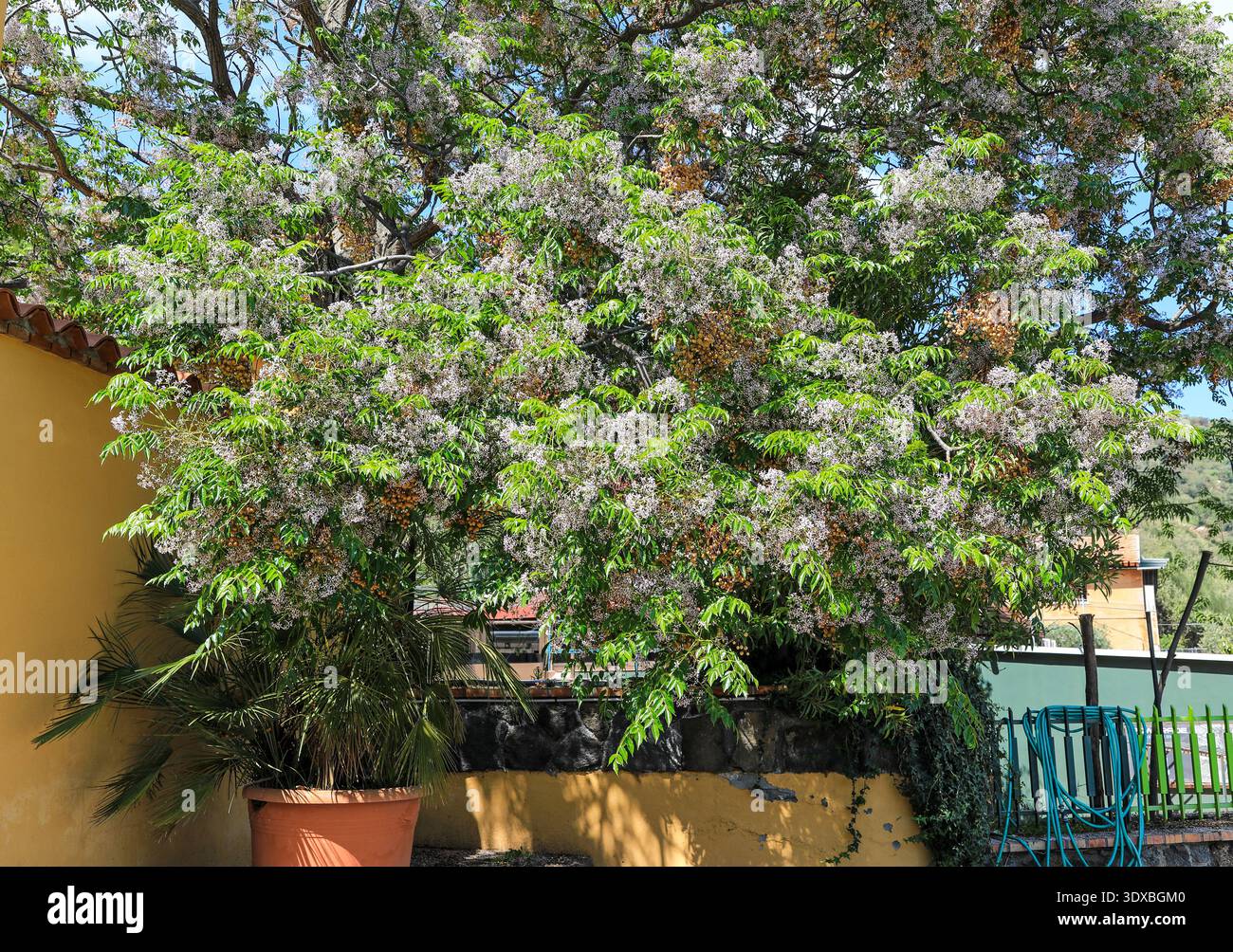 Die zarten kleinen Blüten und Reifen Früchte von Melia Azedarach, Sizilien, Italien, Europa Stockfoto