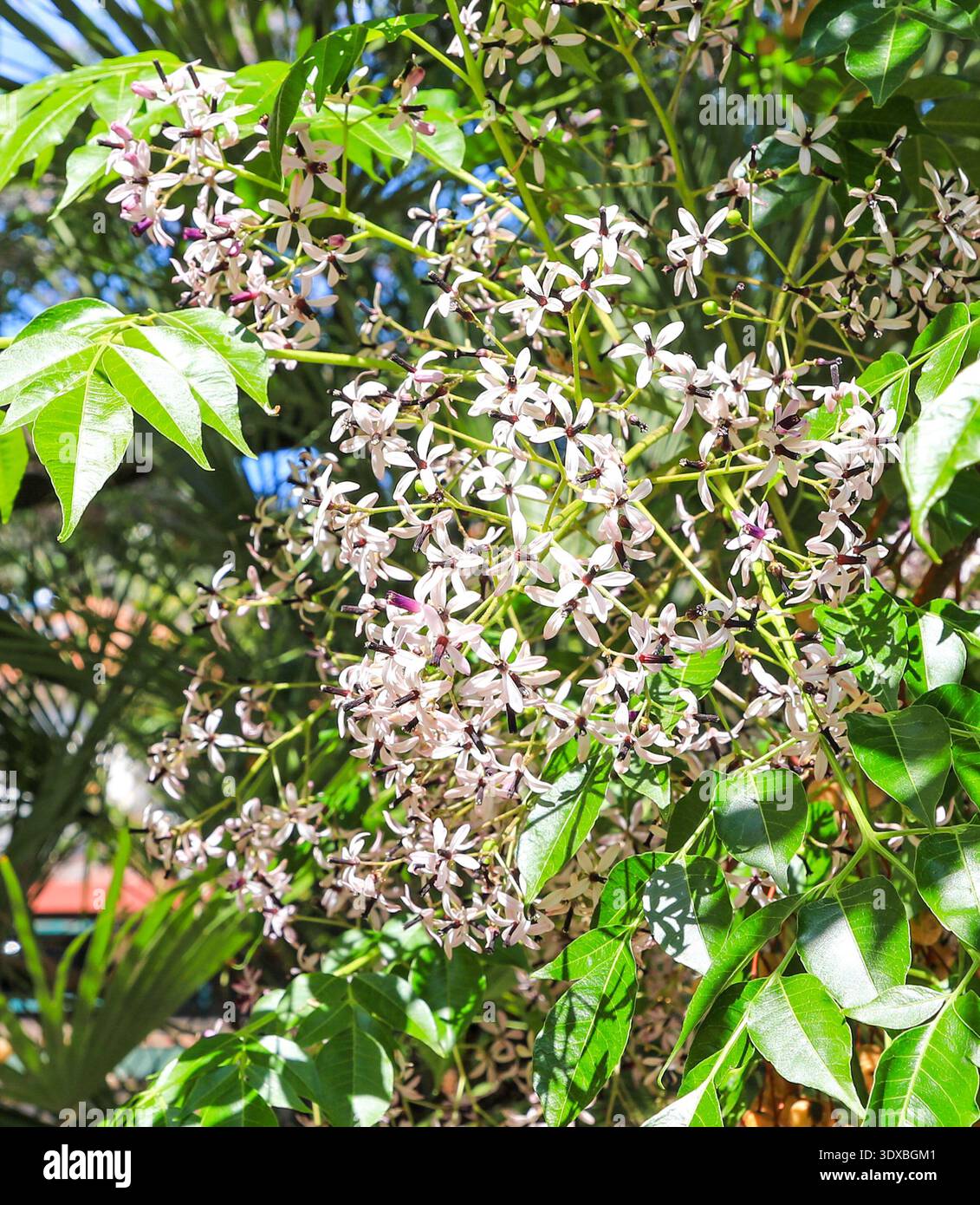 Die zarten kleinen Blüten von Melia Azedarach, Sizilien, Italien, Europa Stockfoto