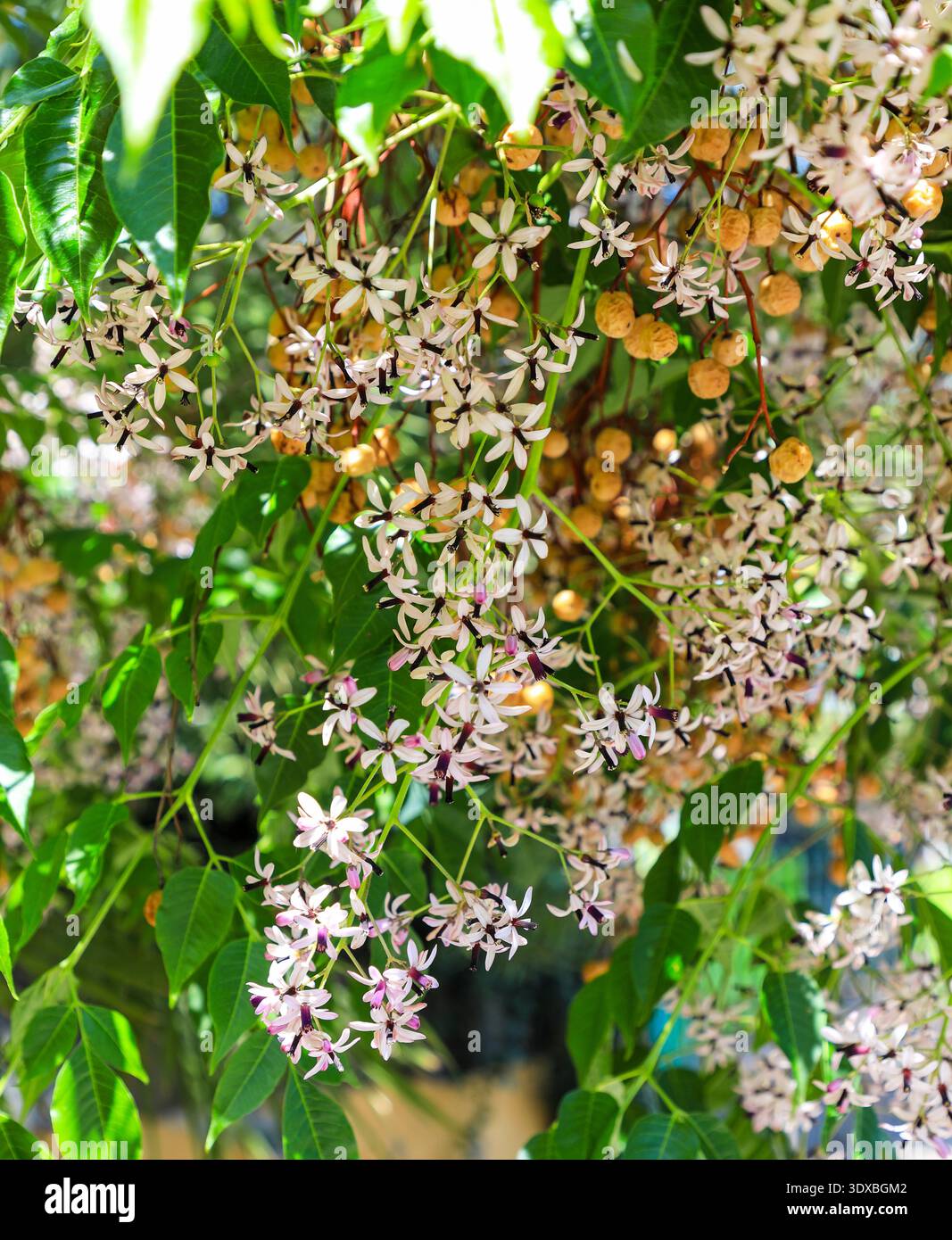 Die zarten kleinen Blüten und Reifen Früchte von Melia Azedarach, Sizilien, Italien, Europa Stockfoto
