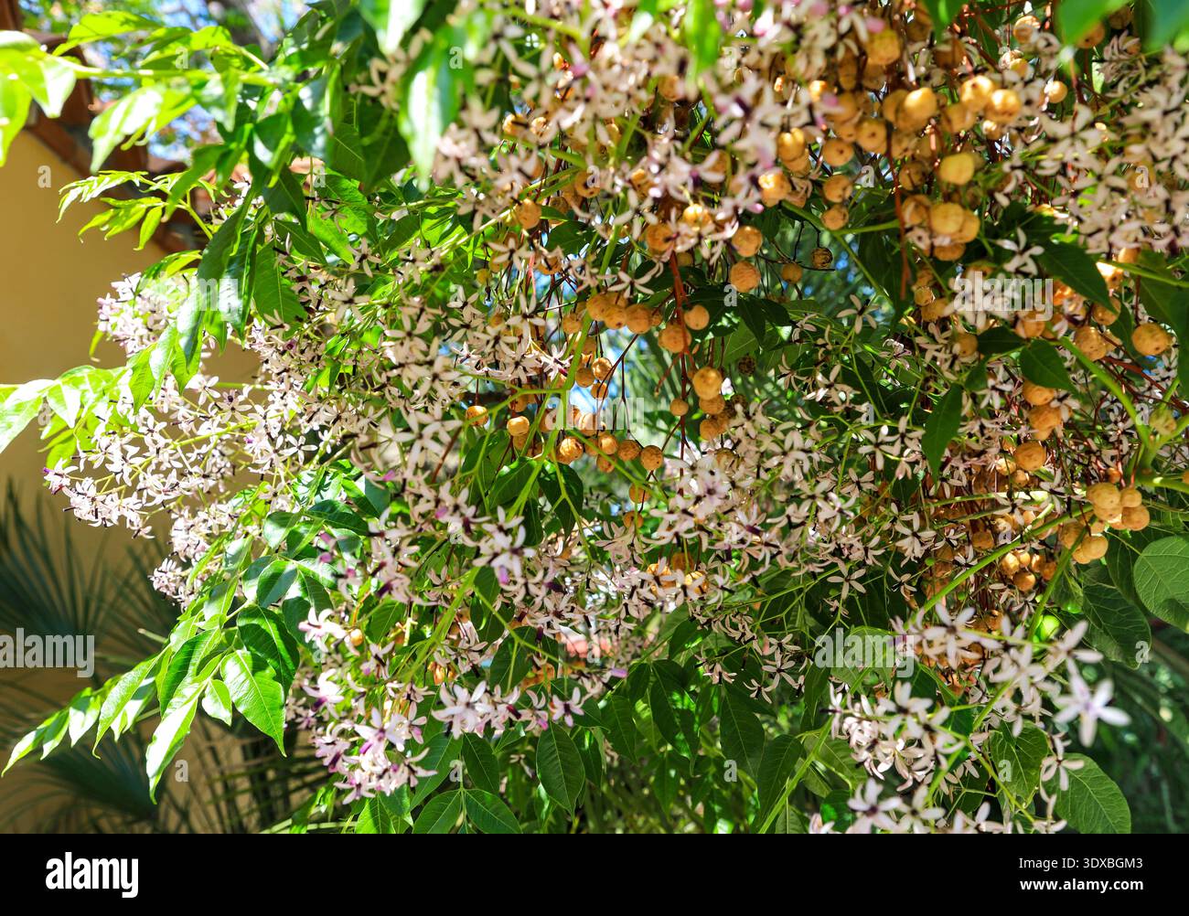 Die zarten kleinen Blüten und Reifen Früchte von Melia Azedarach, Sizilien, Italien, Europa Stockfoto