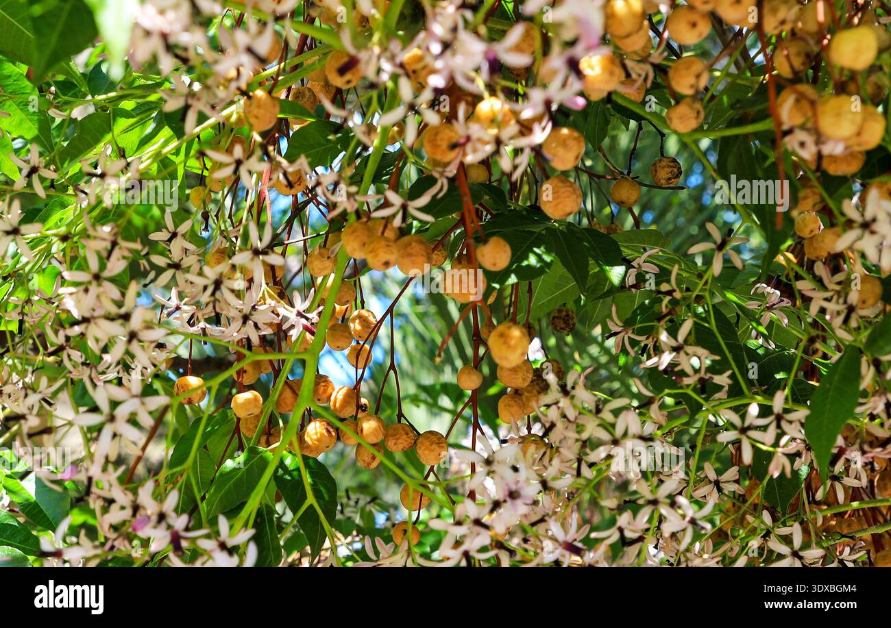 Die zarten kleinen Blüten und Reifen Früchte von Melia Azedarach, Sizilien, Italien, Europa Stockfoto