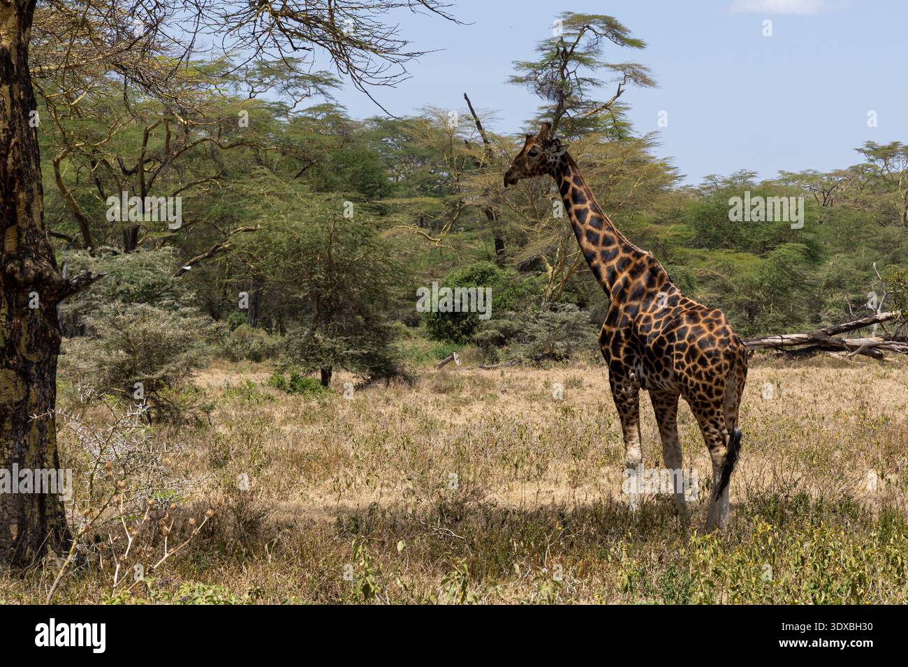 Rothschild's Giraffe, Giraffa camelopardalis rothschildi, Lake Nakuru National Park, Kenia, Afrika Stockfoto