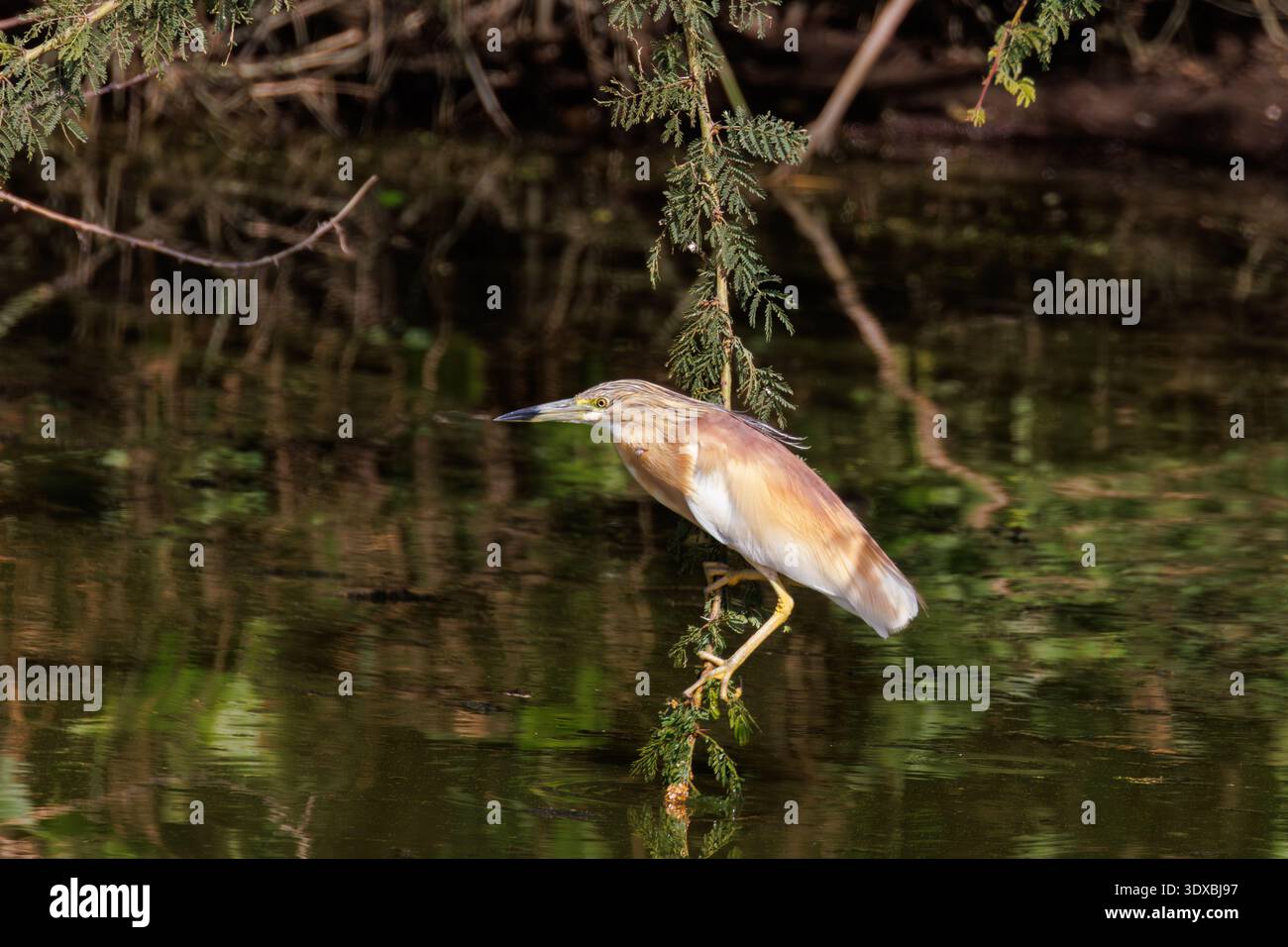 Squacco Reiher, Ardeola ralloides, Lake Nakuru National Park, Kenia, Afrika Stockfoto