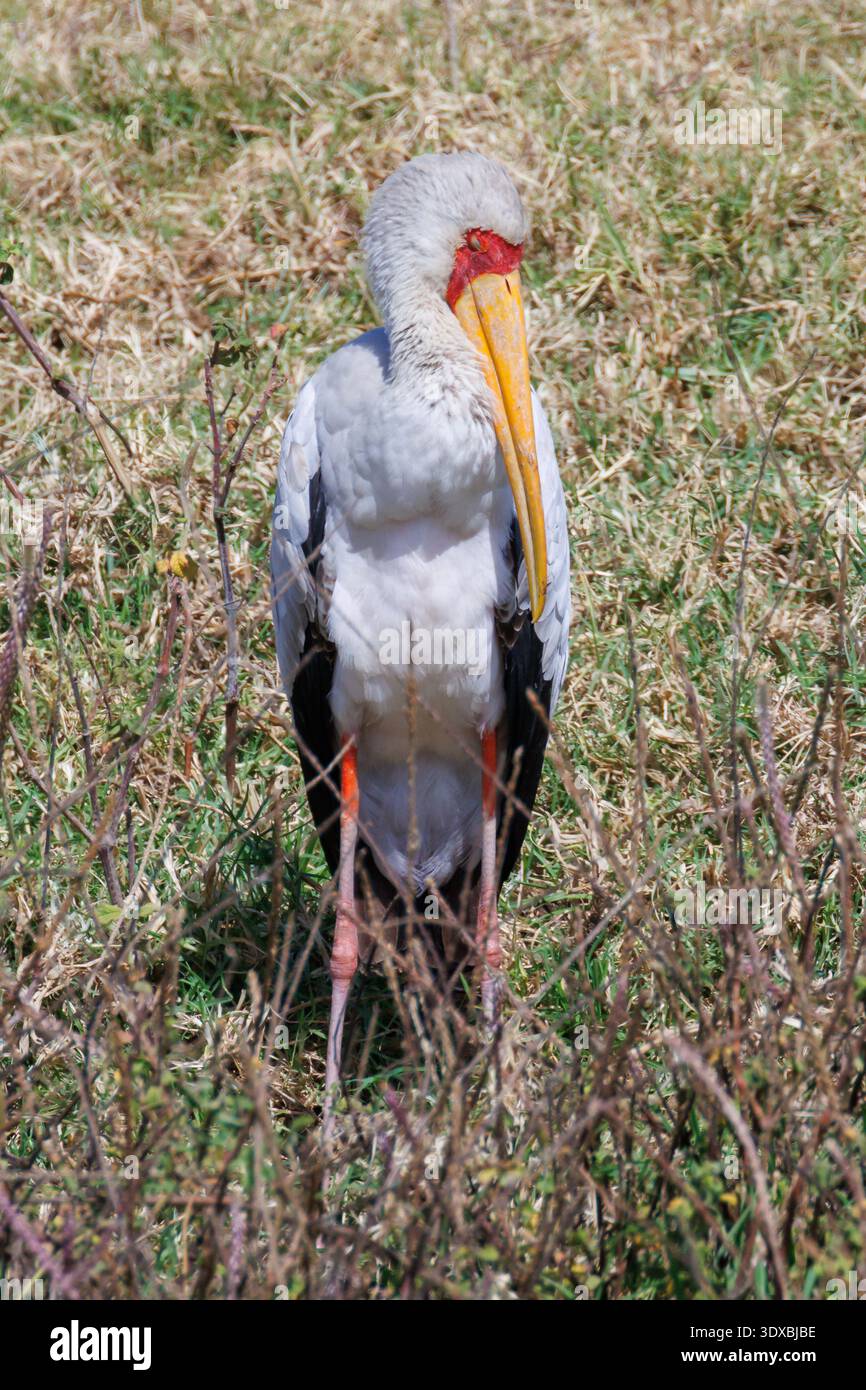 Gelbschnabelstorch, Mycteria ibis, Lake Nakuru National Park Stockfoto