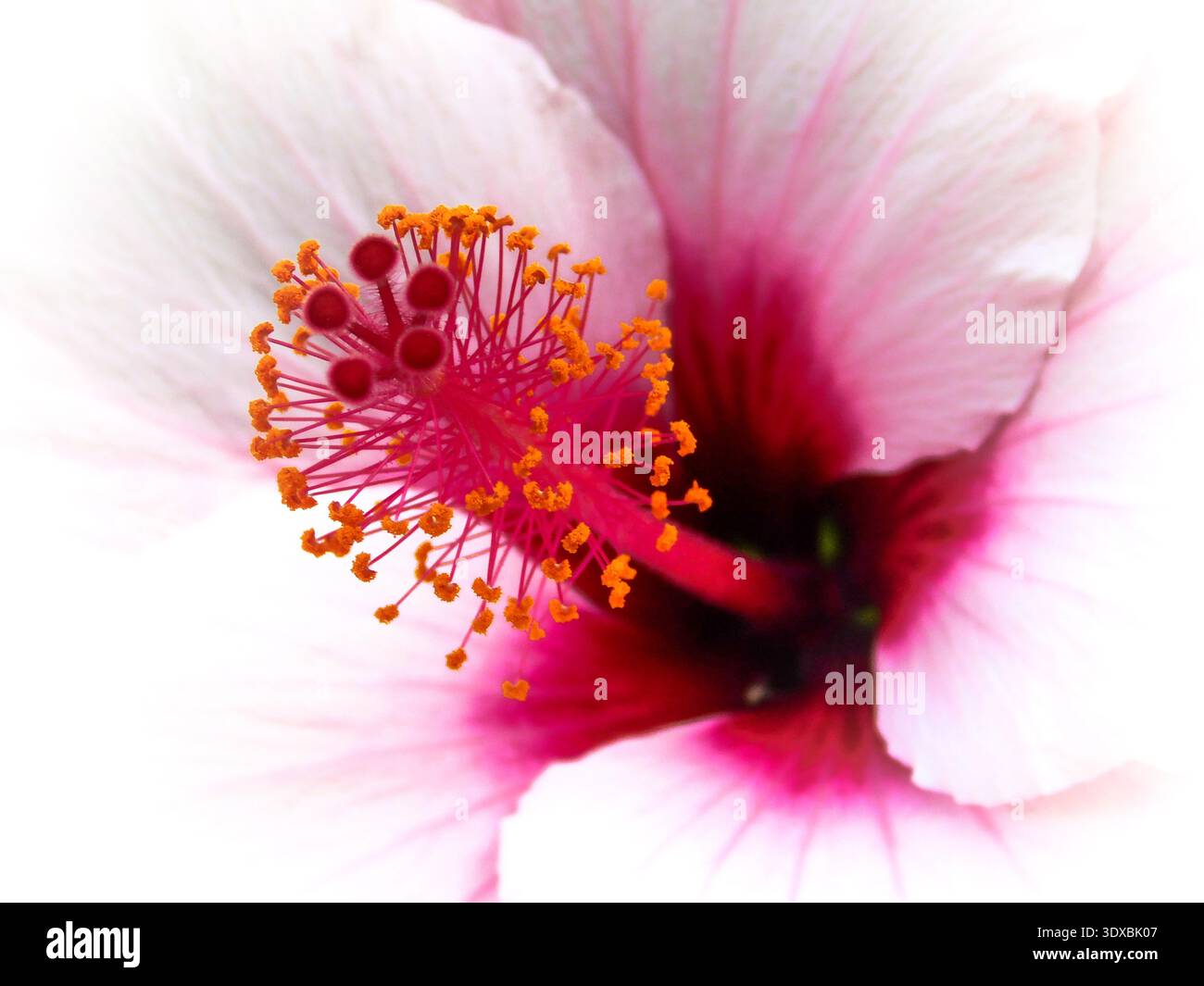 Hibiscus rosa-sinensis-Makro von Stigma und Antheren Stockfoto