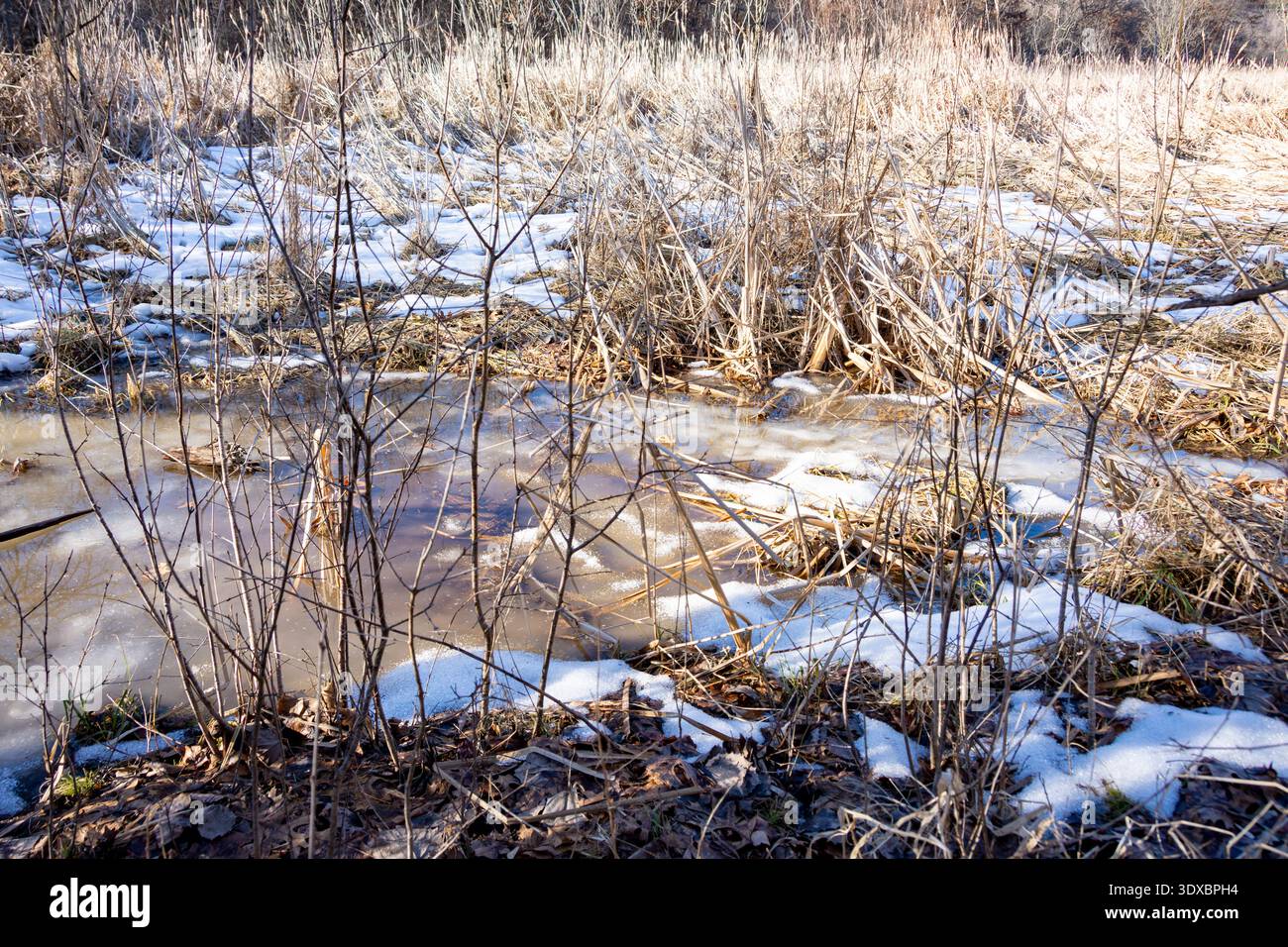 Im späten Winter tauen Sie in einem Sumpfgebiet von Waukesha County mit schmelzenden Schnee- und Eisflächen um ruhendes braunes Schilf und dünne Zweige im Februar-Sonnenlicht auf. Stockfoto