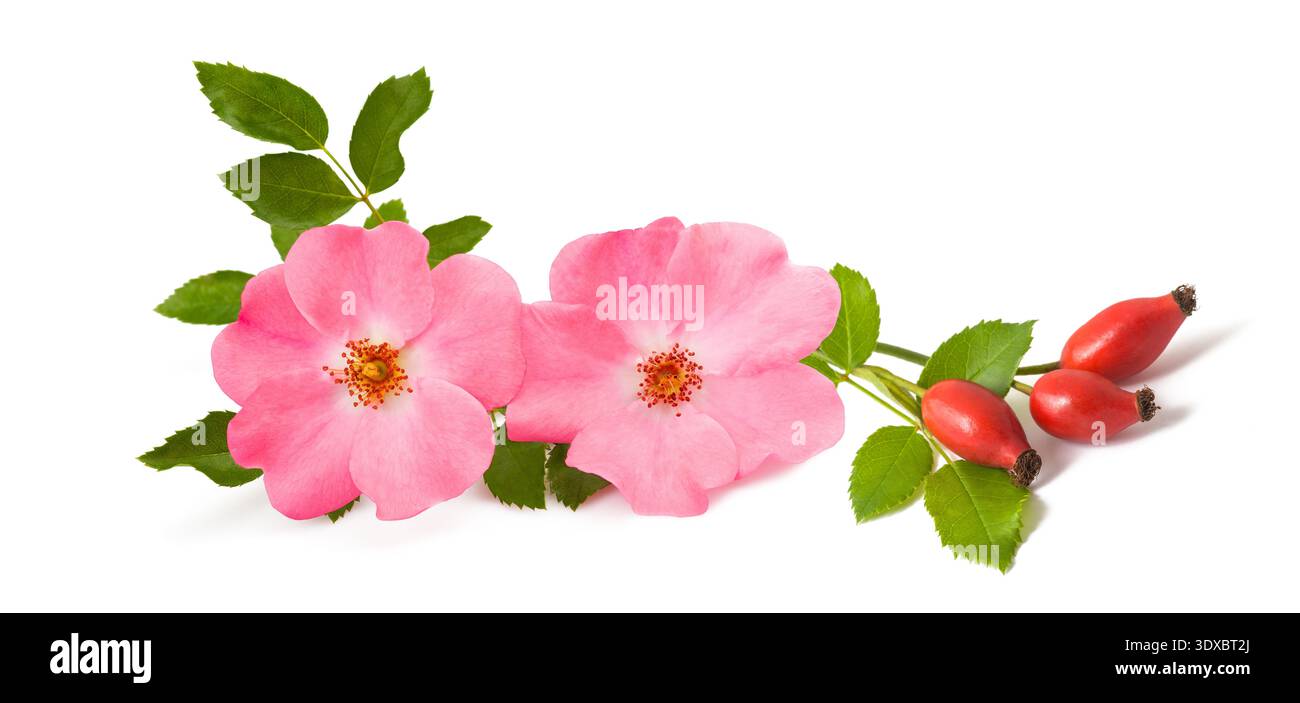 Hund Rose Zweig mit Beeren isoliert auf weißem Hintergrund Stockfoto