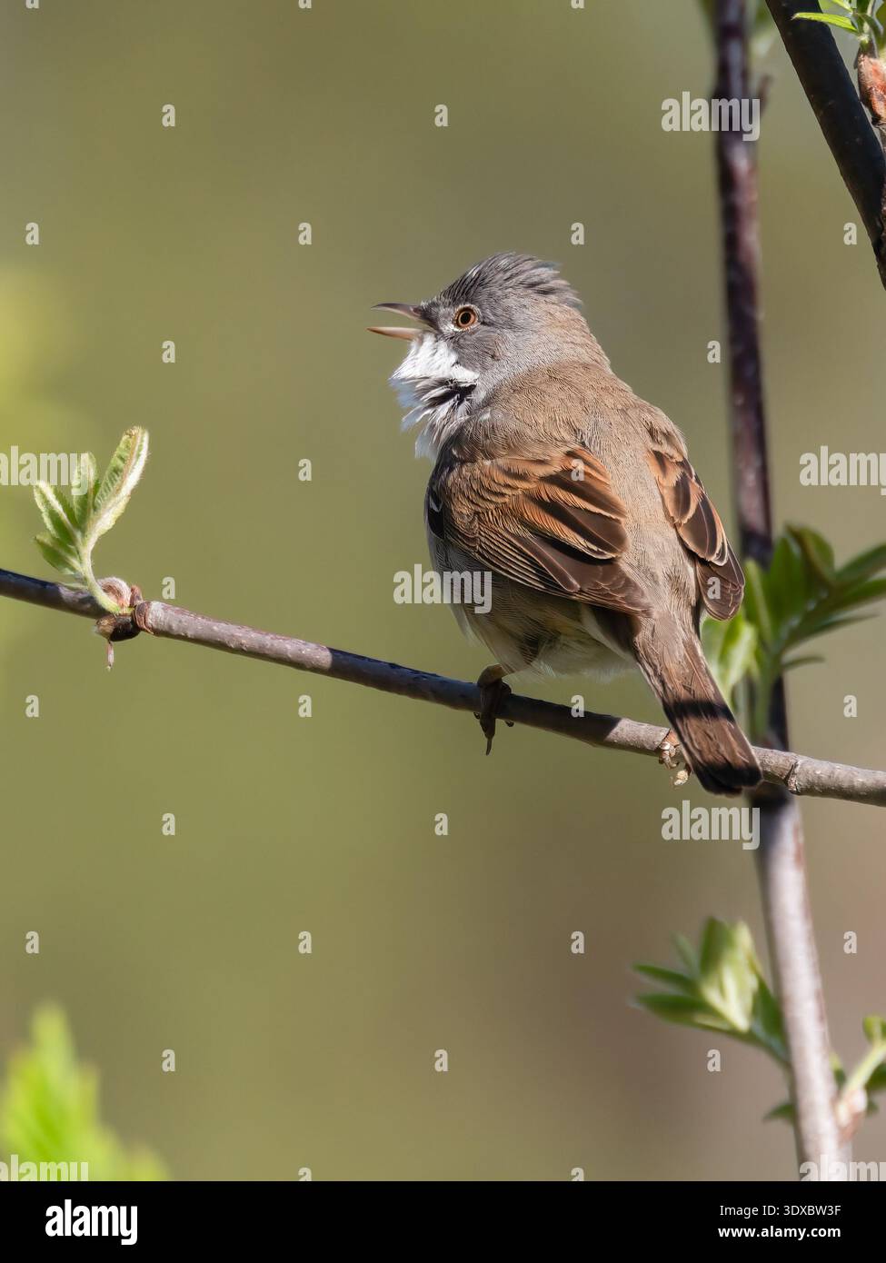 Common whitethroat Stockfoto