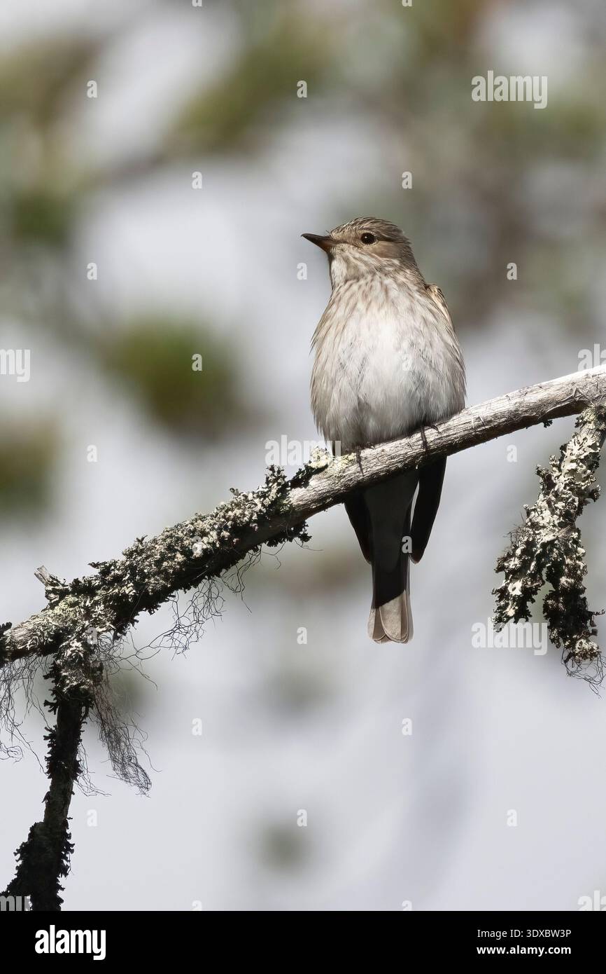 Grauschnäpper Stockfoto