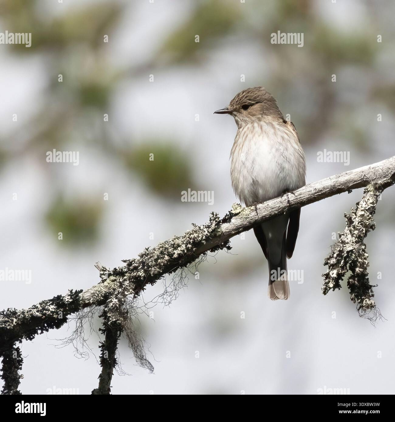 Grauschnäpper Stockfoto