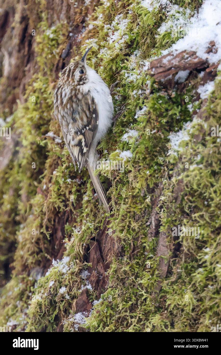 Eurasische Waldbaumläufer Stockfoto