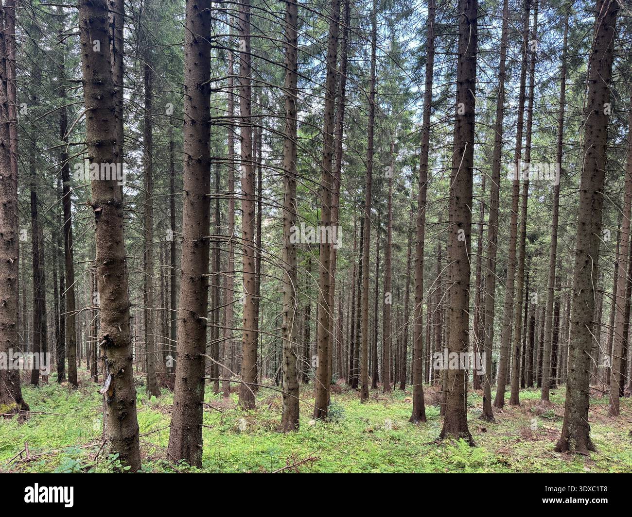 Vertikaler Blick auf einen dichten Nadelwald mit hohen, geraden Kiefernstämmen und üppigen grünen Farnen auf dem Waldboden. - Smartphone-aufgenommenes Stockfoto
