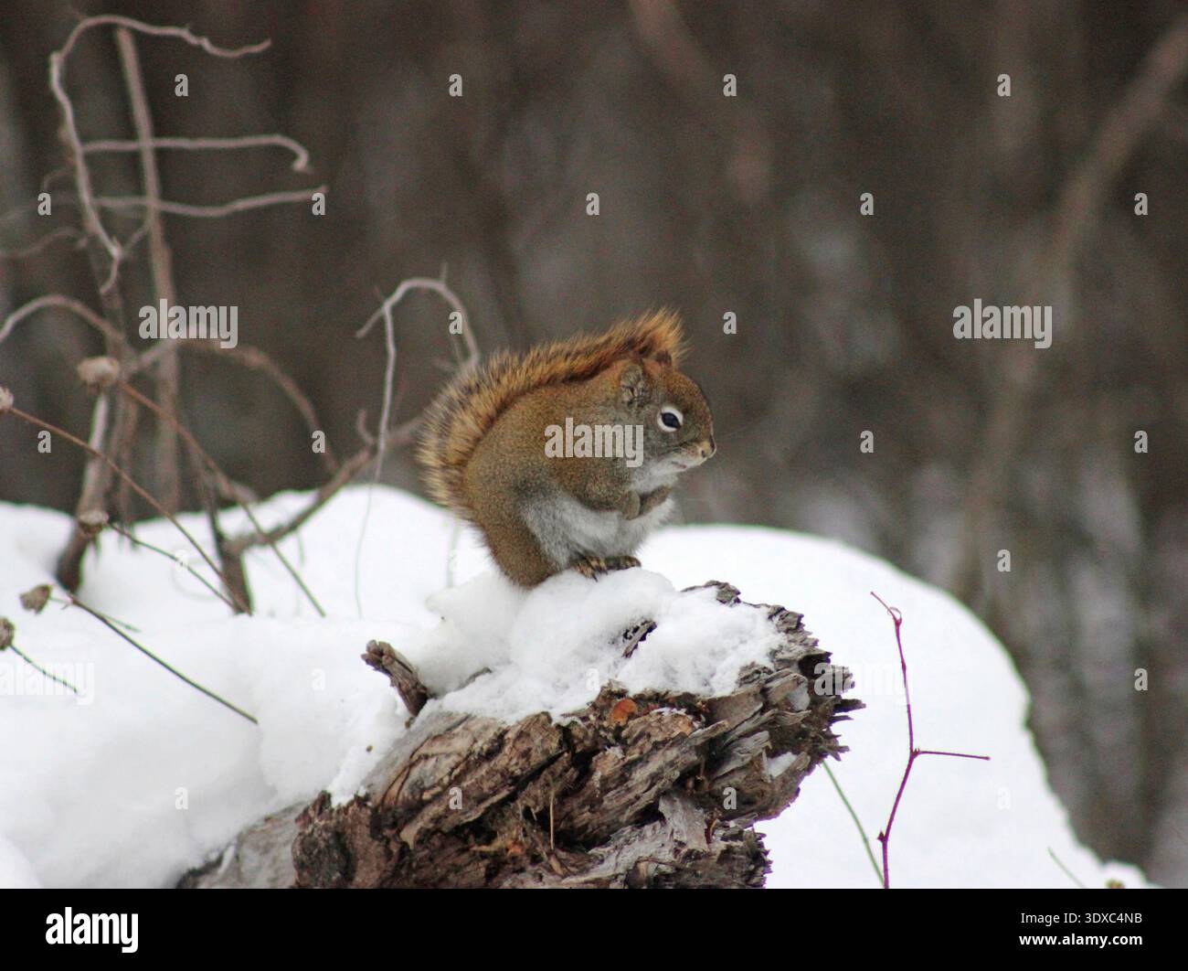 Amerikanisches rotes Eichhörnchen. Das amerikanische Rothörnchen (Tamiasciurus hudsonicus) ist eine von drei Arten von Baumhörnchen, die derzeit in die Gattung Tamiasciurus klassifiziert sind, bekannt als Kiefernhörnchen (die anderen sind das Douglas-Eichhörnchen, T. douglasii und das südwestliche Rothörnchen, T. fremonti). Das amerikanische Rote Eichhörnchen ist auch bekannt als Pinienhörnchen oder piney Eichhörnchen, Nordamerikanisches Rotes Eichhörnchen, Chickaree, Boomer oder einfach nur rotes Eichhörnchen. Diese Eichhörnchen essen meistens Samen und Kegel, aber auch Insekten, Nüsse, Früchte und Pilze. Credit: C Celley / USFWS Stockfoto