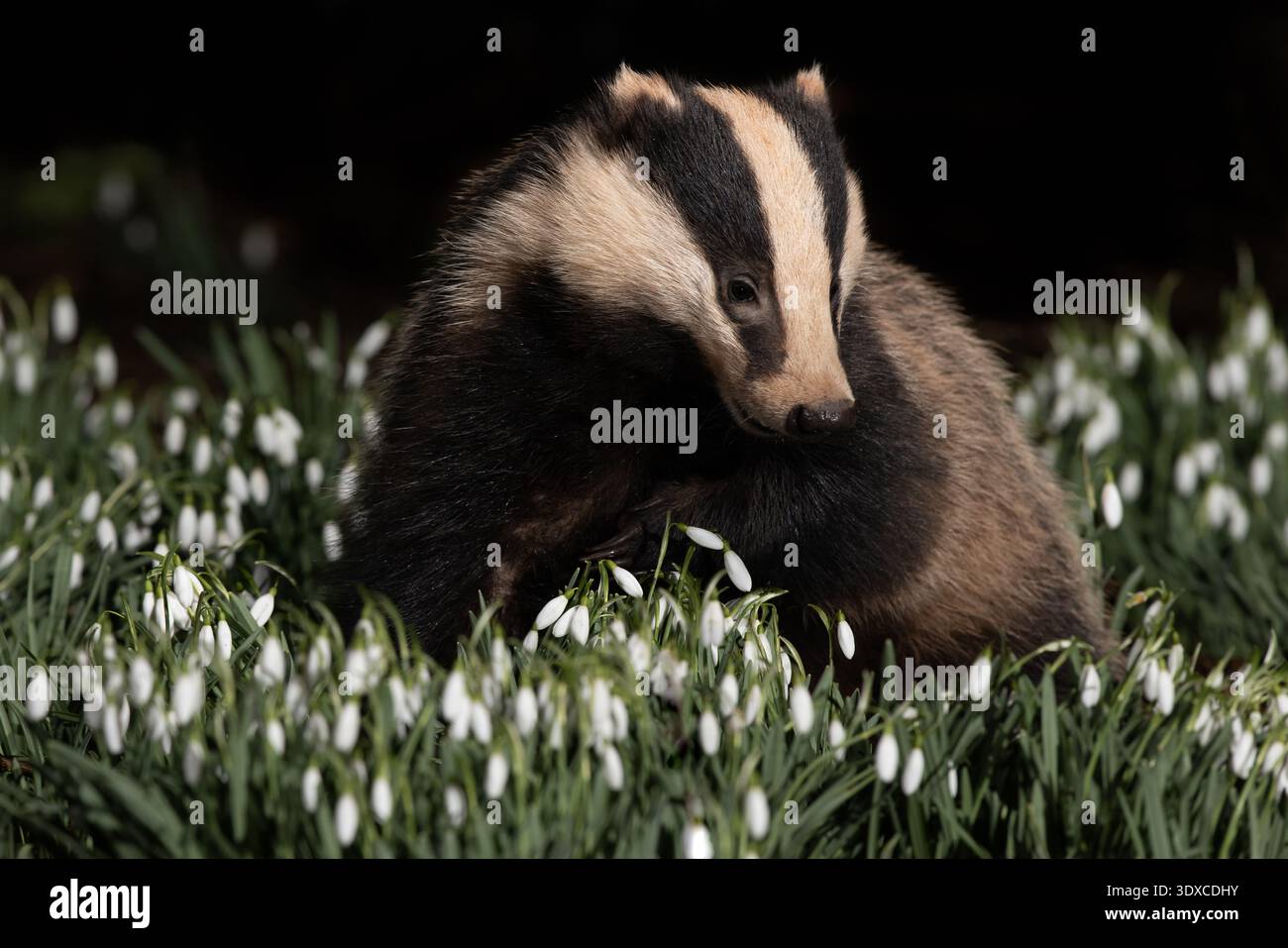 Badger in einem Stück Schneetropfen Stockfoto