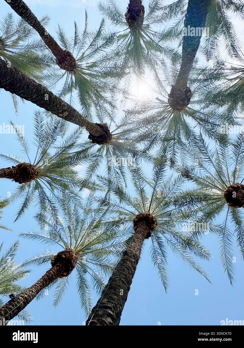 Blick auf hohe Palmen vor einem hellblauen Himmel in Arizona. - Smartphone-aufgenommenes Stockfoto