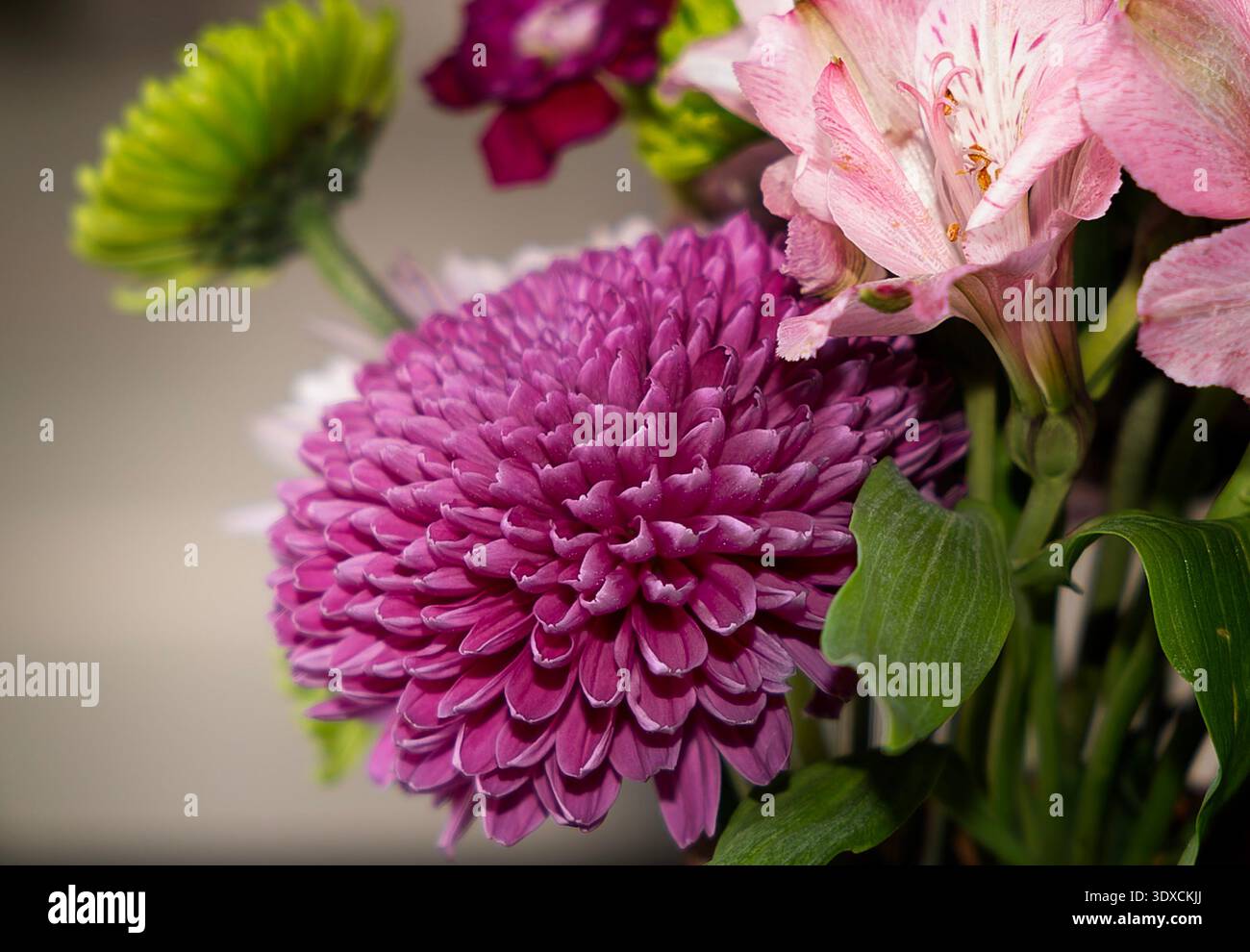 Ein florales Arrangement mit lila Chrysanthemen Stockfoto