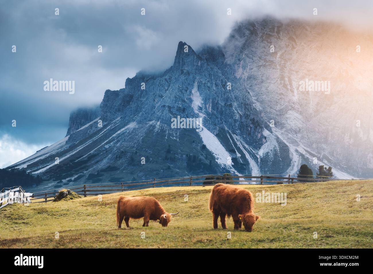Zwei schottische Highland-Kühe weiden auf einer Bergwiese in der Nähe von Mountain Stockfoto