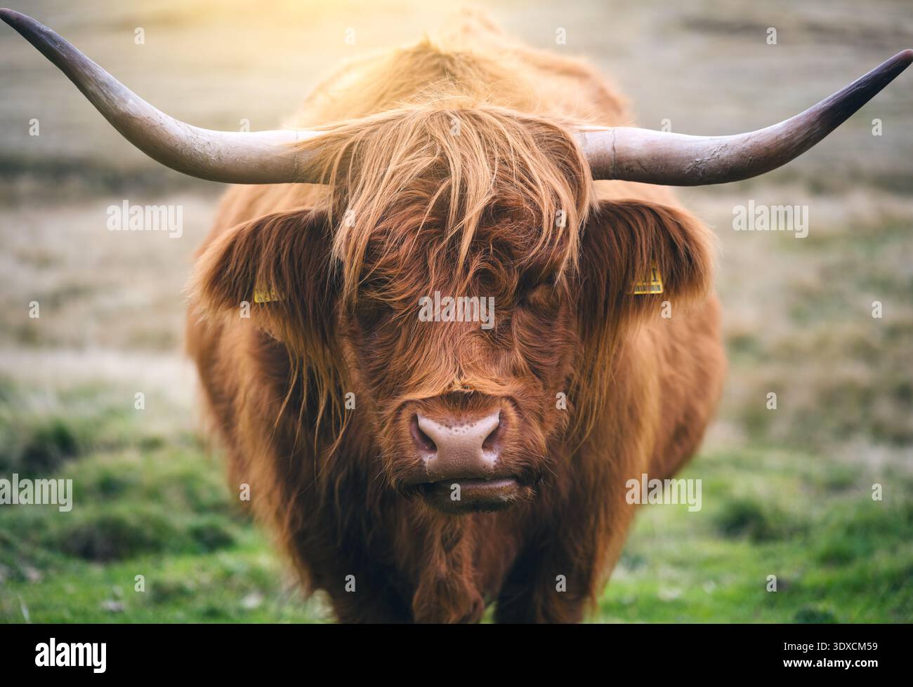 Porträt einer schottischen Highland-Kuh mit langen Hörnern und zotteligem Fell Stockfoto